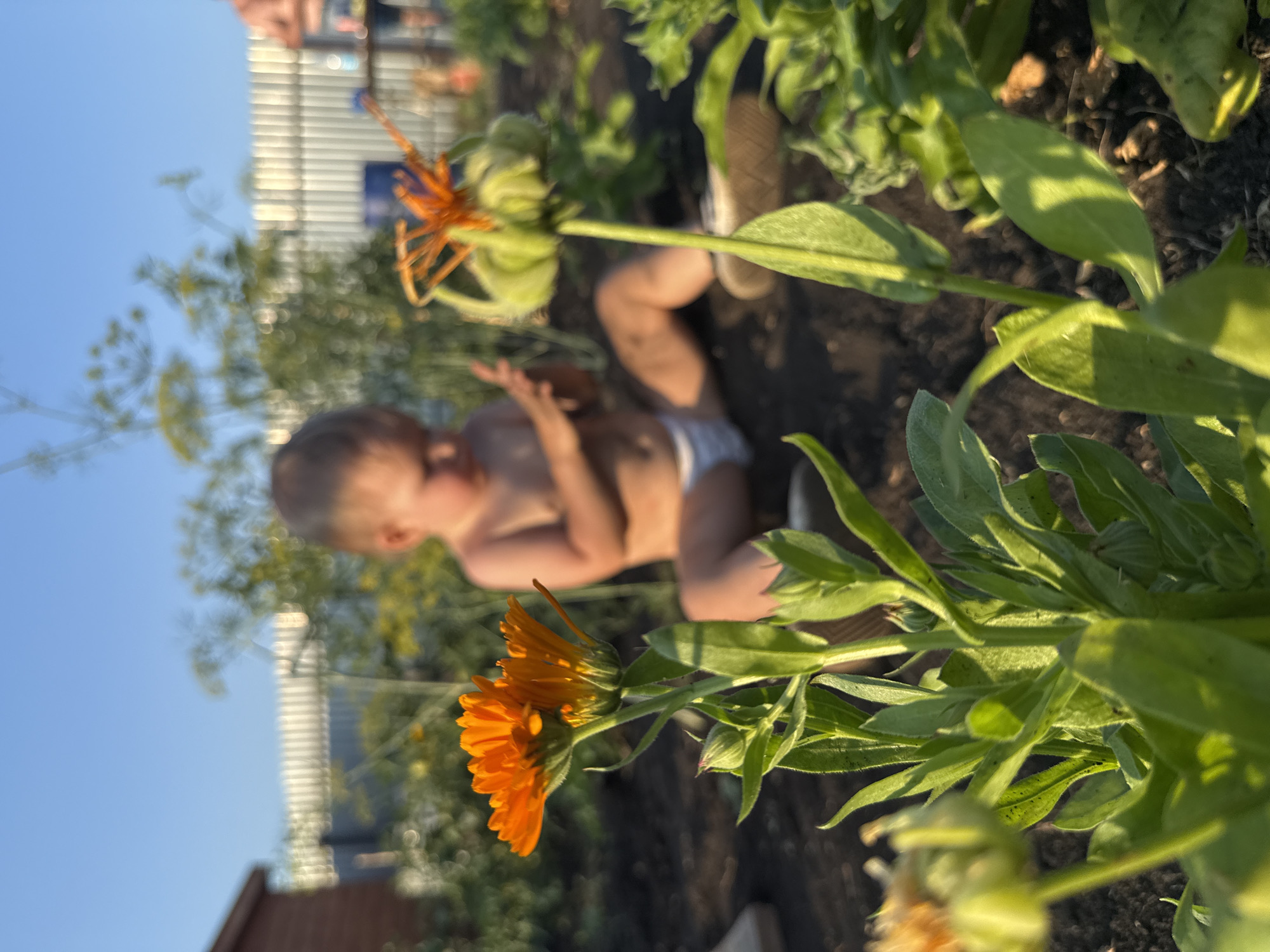 In Otradny, Russia, on a sunny day, a toddler is sitting in a garden, wearing only a diaper. The toddler is in focus in the mid-ground, with their back to the viewer. The toddler's arms are raised, and they appear to be playing with something. In the foreground, two orange marigolds are in focus, with lush green leaves. The background is blurred, showing a fence, a small wooden structure, and other plants. The sky is clear and blue.