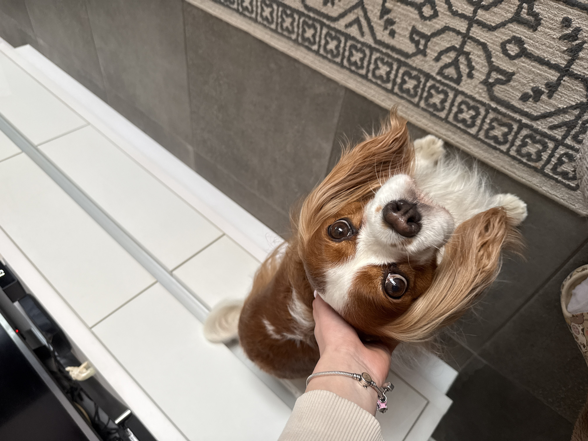 The image presents a high-angle, close-up view of a Cavalier King Charles Spaniel dog looking directly upwards at the camera with an affectionate or curious expression. The dog has large, expressive dark eyes, a dark nose, and characteristic long, floppy ears with rich brown fur, contrasting with white markings on its face and chest. Its head is tilted, giving it a playful demeanor.
A human hand, appearing light-skinned and wearing a light-colored long-sleeved garment, is gently petting the dog's head or neck area, suggesting a moment of interaction and bonding. A silver charm bracelet is visible on the wrist, adorned with multiple charms, including a prominent pink one.
The setting is indoors, likely a home in Sofia, Bulgaria. The background features a clean, modern aesthetic with a white tiled floor on the left, possibly part of a raised step or platform. A dark gray tiled wall runs horizontally across the upper middle and right of the frame. A patterned gray rug with dark geometric designs is partially visible at the top right, adding texture to the scene. On the far left, a dark electronic device, possibly a television or monitor, rests on the white tiled surface. A patterned slipper can be seen at the very edge of the frame on the right. The lighting is bright and even, highlighting the dog's features and the clean lines of the interior. There is no discernible text visible in the image.