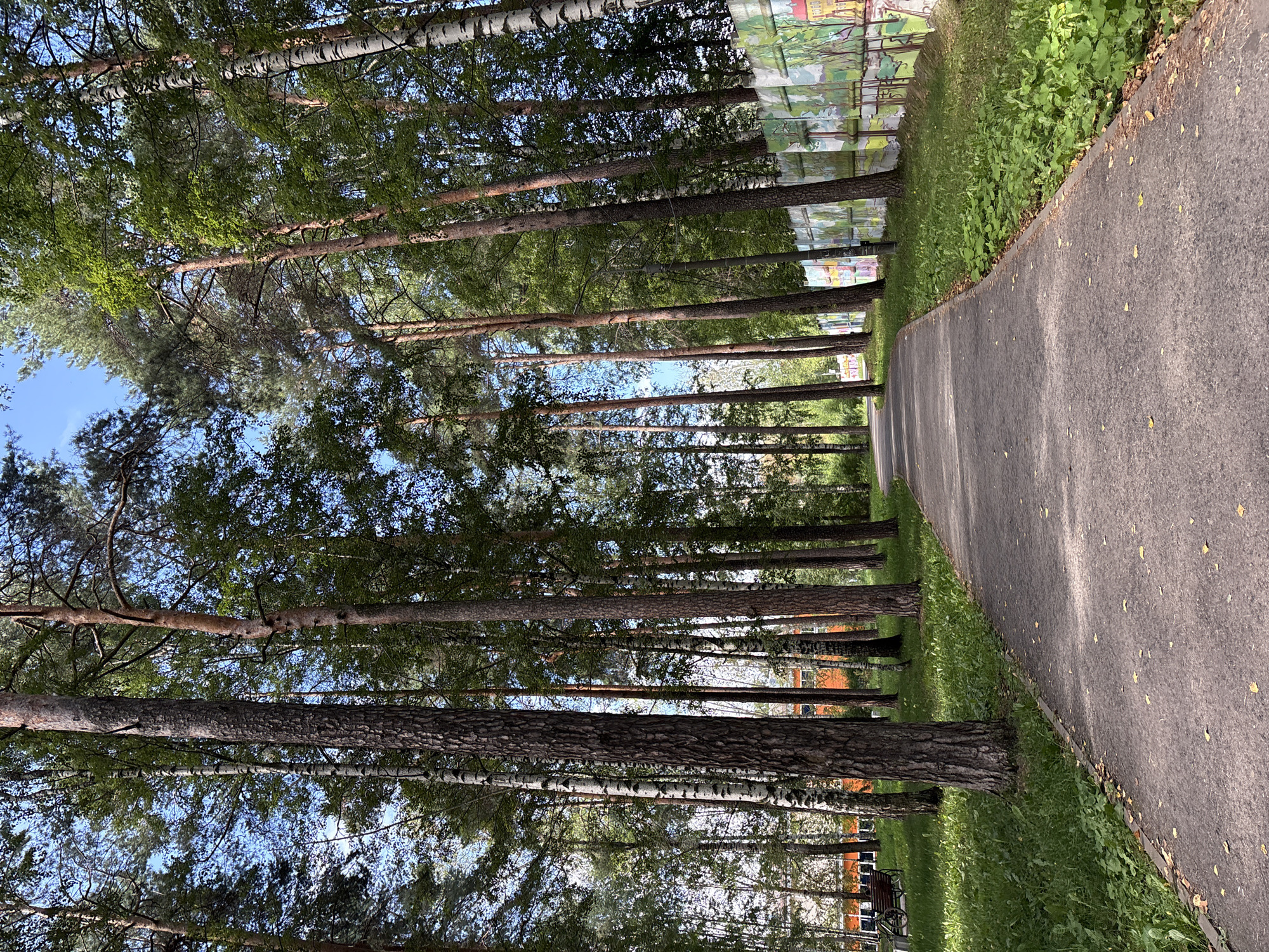 A paved path curves through a park lined with tall trees, predominantly pines and birches. Sunlight filters through the dense canopy, casting dappled shadows on the path and the lush green grass bordering it. On the left side of the path, a wooden bench sits near a building with orange accents visible through the trees. The right side of the path is bordered by a low, concrete fence decorated with colorful murals depicting various scenes. The sky above is a clear, bright blue. The scene appears to be a well-maintained public space, possibly a park or a recreational area within the city of Krasnokamsk, Russia, given the context. There are no people or animals visible in the image, and no actions or interactions are taking place.