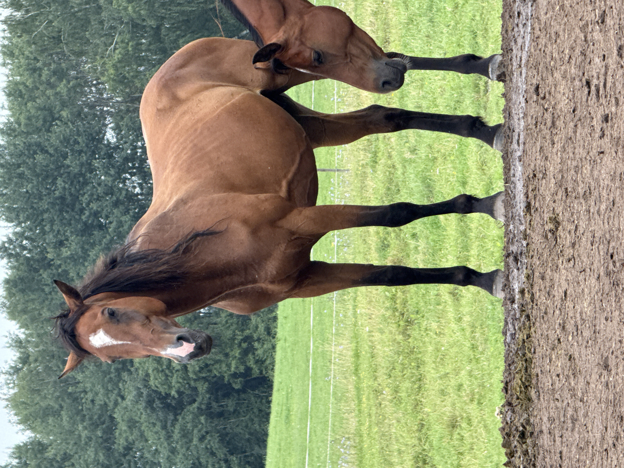 Two horses are standing in a muddy area in front of a grassy field with a line of trees in the background. The horse on the left is facing the camera and is a bay color with a white blaze on its forehead. The horse on the right is partially visible and appears to be facing downwards. The environment is outdoors and appears to be a rural or farm setting. The city of Galinė, Lithuania, is not depicted in the image.