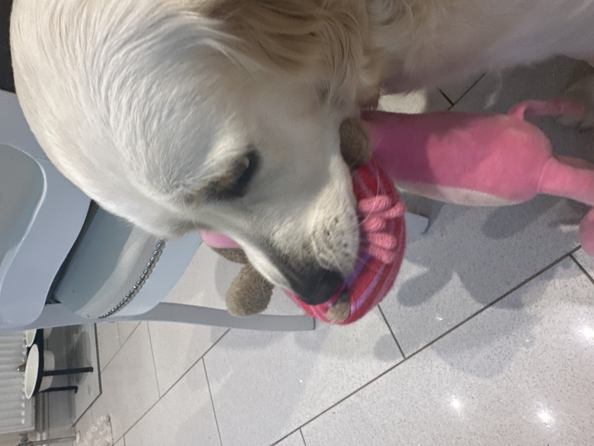 A pale cream-colored dog, consistent with a Golden Retriever breed, is centered in the image, viewed from its right side. The dog is actively holding a pink plush toy in its mouth; the toy features a distinct red textured section around its head and a plain pink body. The dog's right eye is visible, appearing partially closed. The scene is an indoor environment with a light grey tiled floor, characterized by visible grout lines and subtle reflective flecks. In the background to the left, a white panel radiator is present above a dark-framed stand holding two white pet bowls. A fragment of a white fluffy rug is visible on the floor near the bowls. To the right, a pale chair with silver stud embellishments along its backrest is partially visible. No human subjects are present. The specific location within the city of London, United Kingdom, cannot be determined from the visual evidence provided.