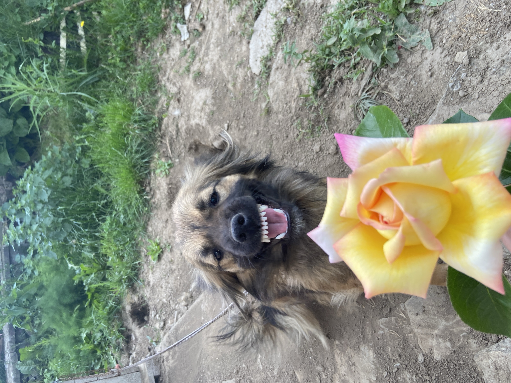 A tan and black dog with its mouth open, showing teeth, is positioned near a yellow and pink rose. The dog is on a leash, and the setting is a dirt ground area with grass on the side, potentially in Mindia, Bulgaria.