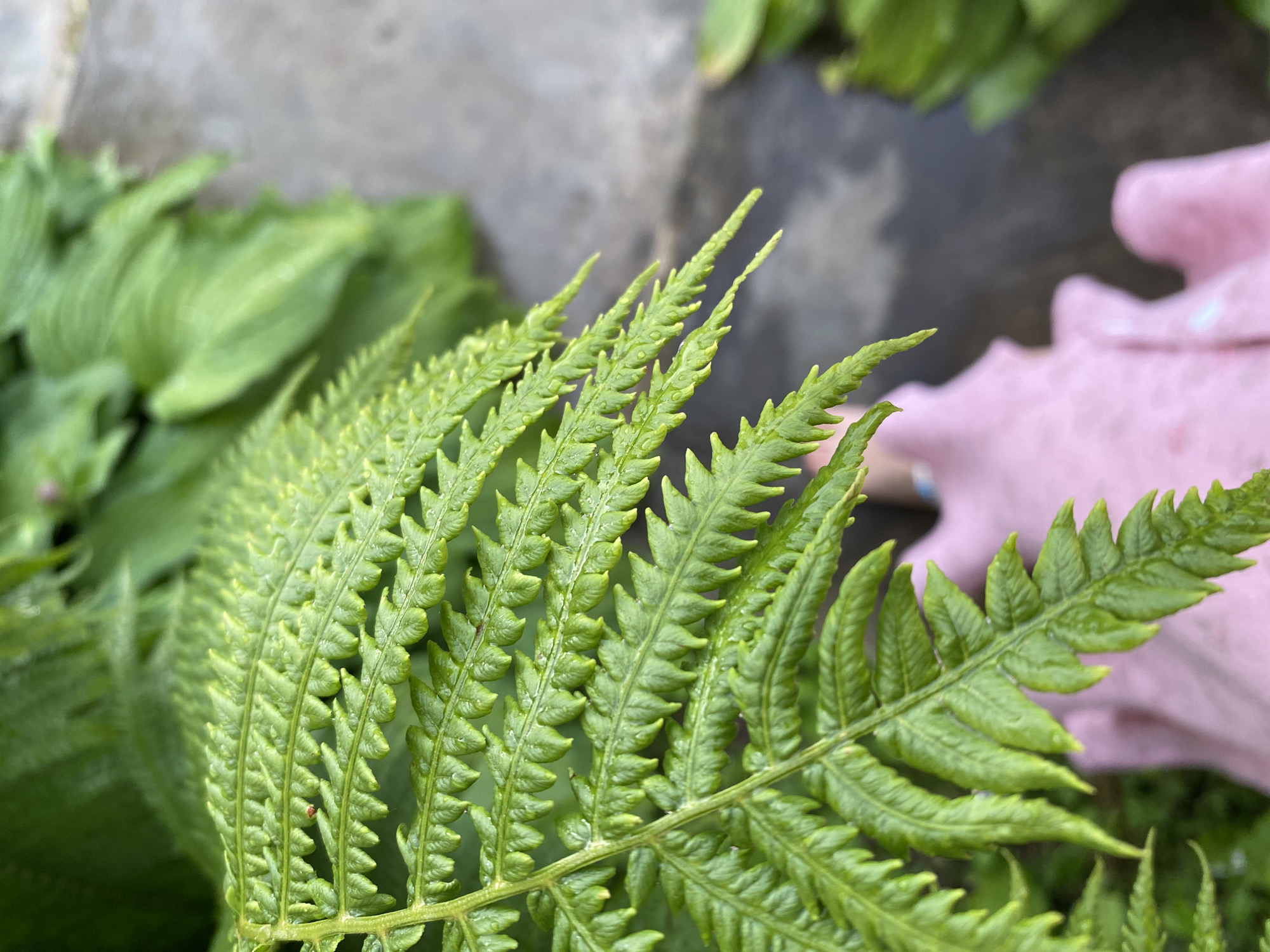The image shows a close-up of a vibrant green fern frond with dew droplets on its serrated leaflets. In the background, blurred green foliage and a paved surface are visible. A portion of a pink object, possibly a glove or gardening tool, is also in the lower right corner. The scene appears to be in an outdoor garden setting. No specific location within Фоки, Russia can be determined from the visual information provided.