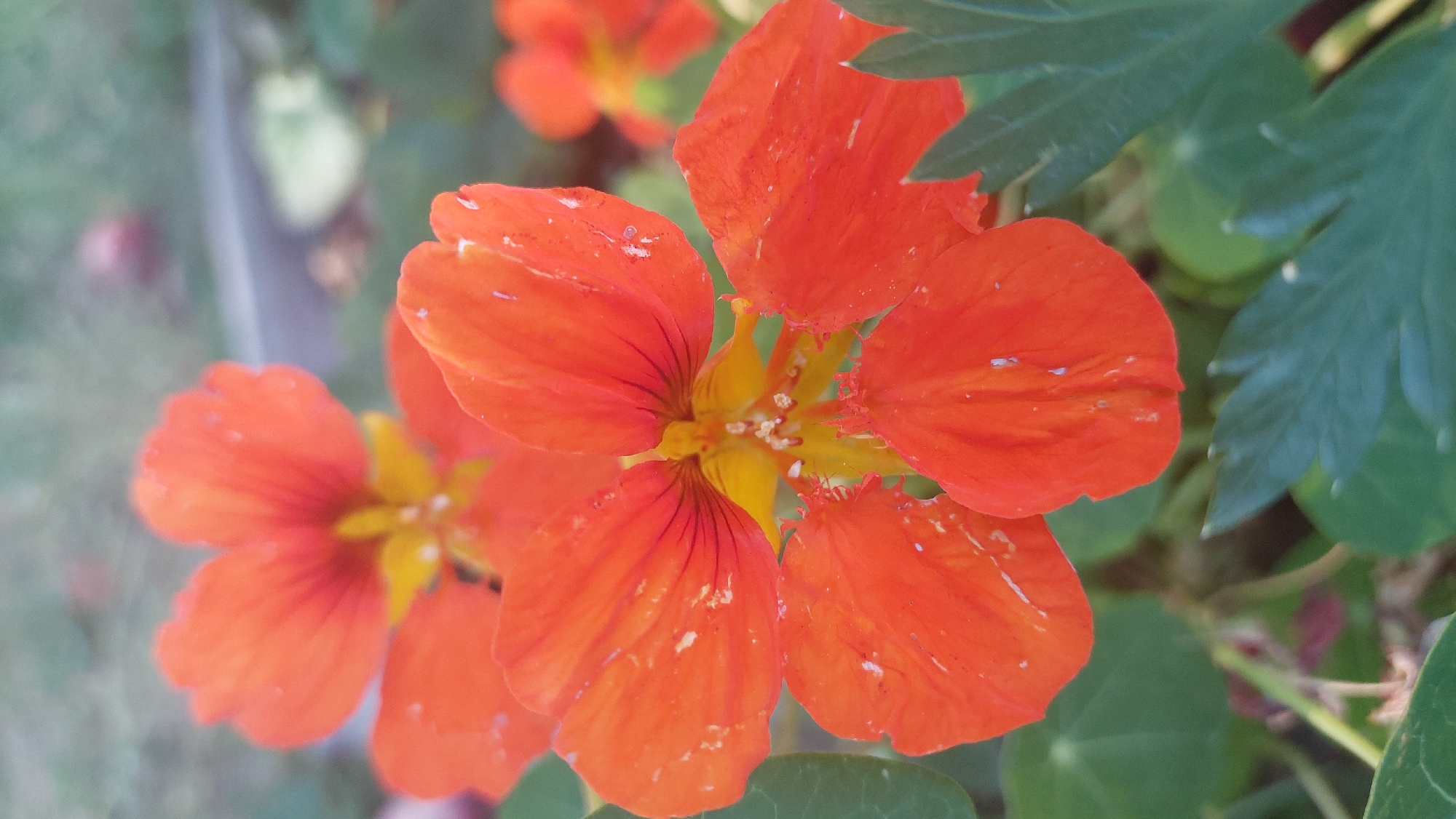 The image displays a close-up view of vibrant orange nasturtium flowers with yellow centers and green leaves. The flowers are in various stages of bloom, with some petals slightly unfurled and others more fully open. Tiny white specks, possibly water droplets or pollen, are visible on some of the petals. The background is softly blurred, suggesting a natural outdoor setting, likely in Kozarovychi, Ukraine. The focus is sharply on the flowers, highlighting their delicate textures and bright colors.