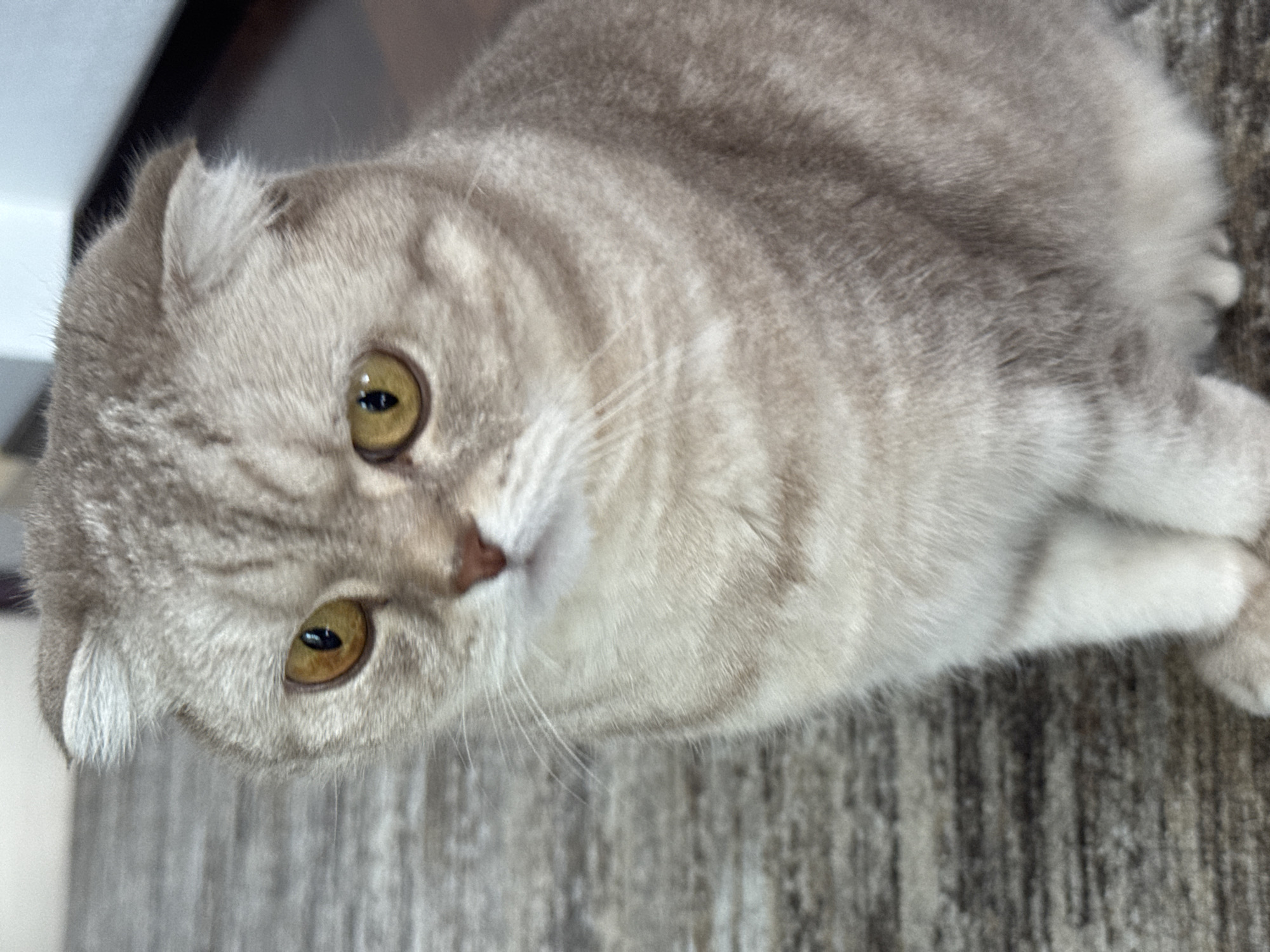 The image depicts a close-up view of a light gray and tan Scottish Fold cat with golden eyes. The cat is lying on a patterned rug, likely indoors. No information is available to determine if the image was taken in the city of Saint Petersburg, Russia. There are no people present in the frame.
