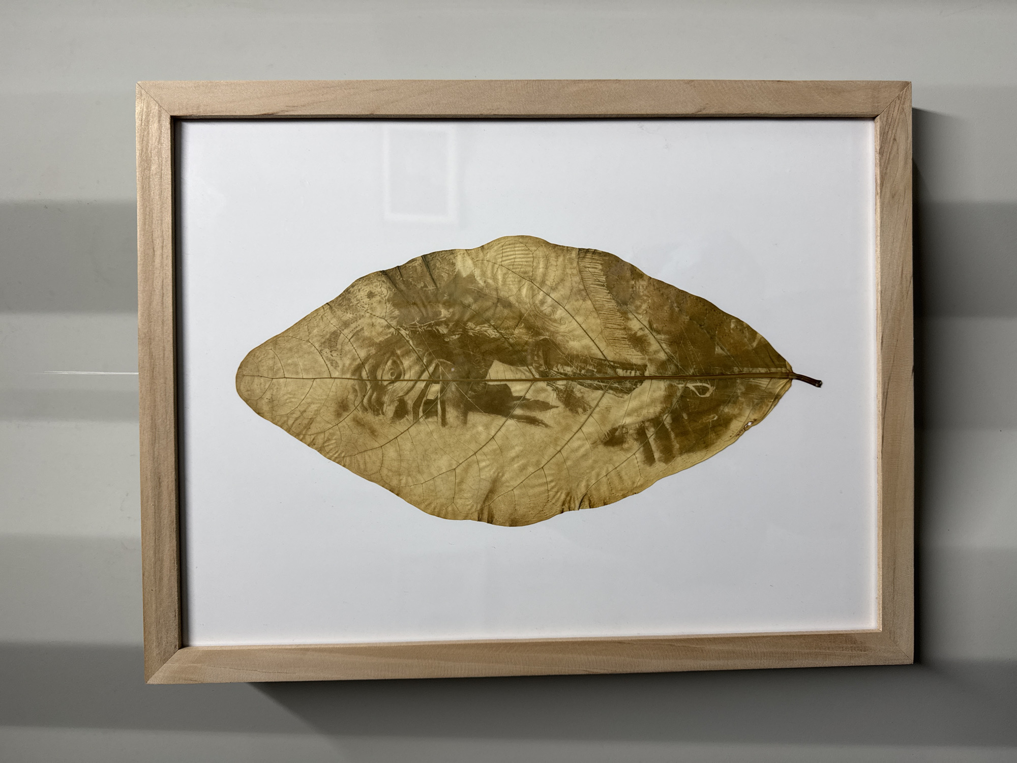 A framed golden leaf is displayed against a white background. The leaf is large and oval-shaped, with prominent veins and a textured surface that shimmers with a metallic sheen. The golden color suggests it has been treated or painted. The leaf is positioned horizontally in the center of the frame, its stem pointing to the right.
The frame is made of light-colored wood and has a simple, modern design. The matting around the leaf is white, providing a clean contrast that makes the golden leaf stand out. The overall presentation is minimalist and elegant, emphasizing the natural beauty of the leaf.
The background behind the frame appears to be a plain, light-colored wall, with a slight shadow cast on the left side. The lighting is even, highlighting the details of the leaf and the texture of the frame. There are no people or other objects visible in the scene. The image seems to be a still life or a product shot, designed to showcase the framed artwork. The time of day and weather are not discernible from the image. No text is visible.
