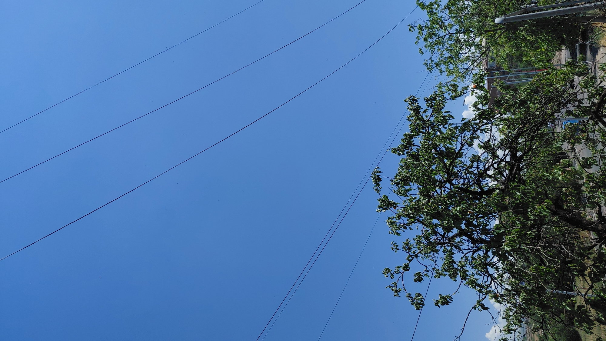 The image, taken in Abovyan, Armenia, captures a clear blue sky with several parallel power lines stretching diagonally across the upper portion of the frame. In the lower half of the image, lush green trees with dense foliage dominate, their branches reaching upwards towards the sky. The trees are in full leaf, suggesting a temperate season. The lighting indicates it is daytime, with sunlight illuminating the scene. The presence of power lines suggests an urban or semi-urban environment. The trees appear to be mature, with intricate branching structures. The background is slightly blurred, but suggests the presence of buildings and possibly a road, further reinforcing the urban context. The overall impression is a serene, natural scene juxtaposed with man-made infrastructure.