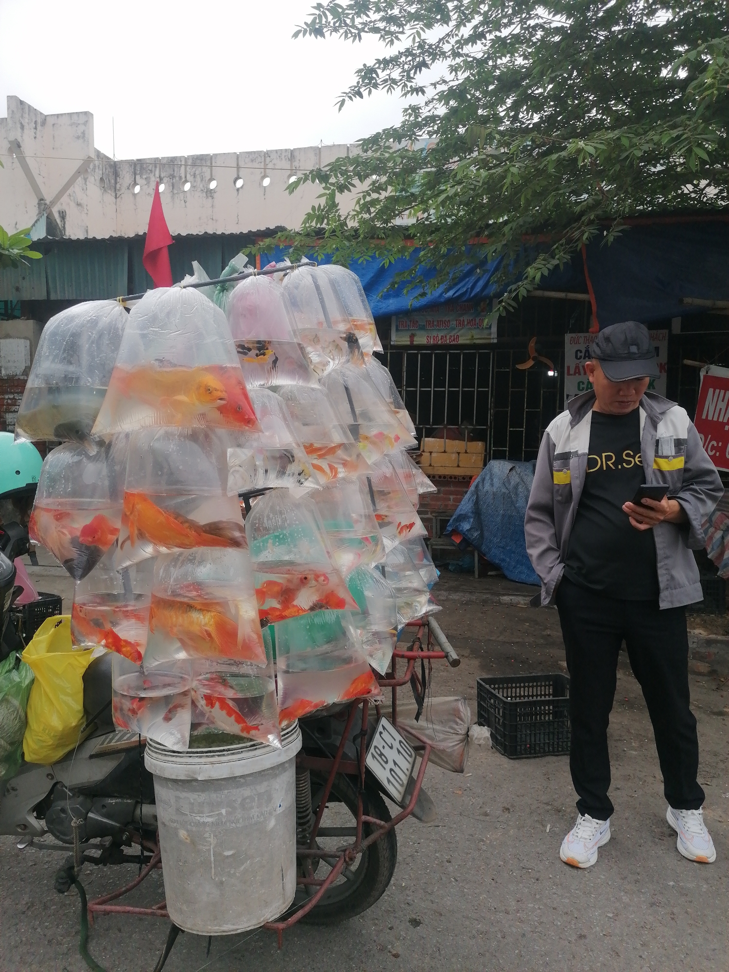 A man stands on the street in Bai Chay Ward, Vietnam, looking at his cell phone. He is wearing a black baseball cap, a black t-shirt with "DR.SE" printed in yellow, a gray jacket with yellow stripes, black pants, and white sneakers. Next to him, a motorcycle is loaded with numerous clear plastic bags filled with water and goldfish. The bags are stacked high, creating a large pyramid of fish. The motorcycle has a license plate that reads "18-C1 101.10." Behind the man and the motorcycle, there is a building with a blue awning and signage in Vietnamese that includes the text "TRÀ TẮC - TRÀ ATISO - TRÀ HOA QU" and "SI RÔ ĐÁ BẢO". A red flag is visible on top of another building. A tree is on the right side of the image.