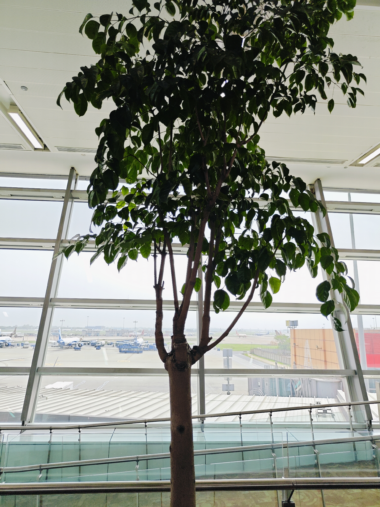 The image depicts an indoor scene at an airport terminal, likely in New Delhi, India, given the subject matter. A large, leafy artificial tree is the primary focus, positioned in the foreground. Its dark green foliage contrasts with the bright, modern interior of the airport. Behind the tree, a vast expanse of glass windows reveals an airport tarmac. Several commercial airplanes, primarily white with blue and red accents, are visible parked at gates or on the runway. The architecture of the terminal is characterized by its large, angular windows and bright, possibly LED, lighting fixtures integrated into the ceiling. The view through the windows suggests an overcast or hazy sky. In the lower part of the image, the interior of the terminal can be seen, featuring reflective glass panels and metallic railings, hinting at a multi-level structure or walkway. No people are discernible in the image, contributing to a sense of stillness. The scene captures the typical atmosphere of a contemporary airport, a blend of natural elements (the tree) and man-made structures, with the dynamic environment of air travel visible in the background.