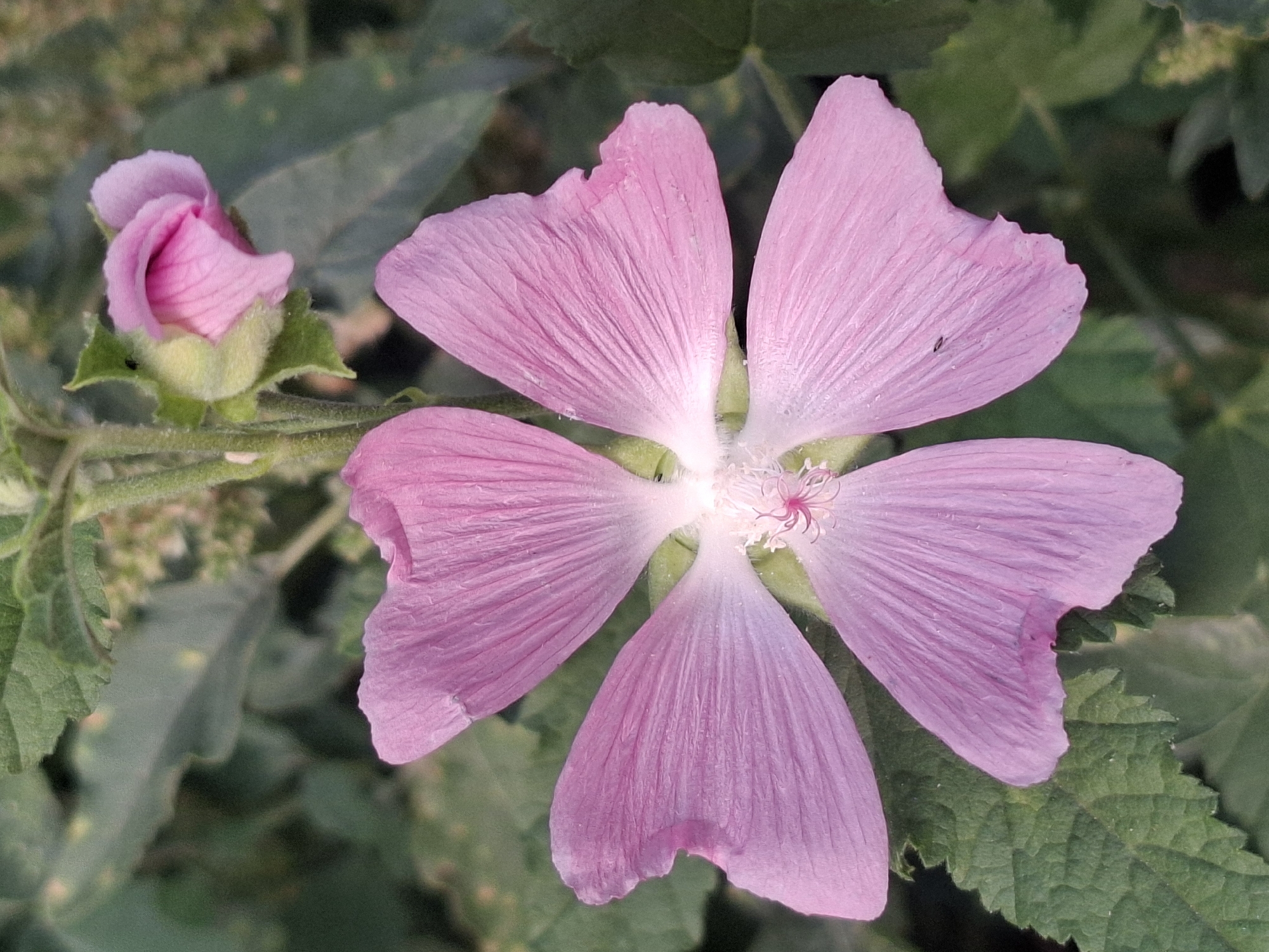 The image is a close-up, vertical shot of a vibrant pink flower with five delicate petals. The petals are slightly crinkled and textured, with visible veins running through them. In the center of the flower, there are delicate stamens and pistils. Behind the fully bloomed flower, a smaller pink flower bud is partially visible, along with green leaves and stems. The background is a blur of green foliage. The image does not contain any discernible landmarks or features that would indicate a specific location within the city of Almaty, Kazakhstan. The scene is a natural outdoor environment, likely a garden or a park.