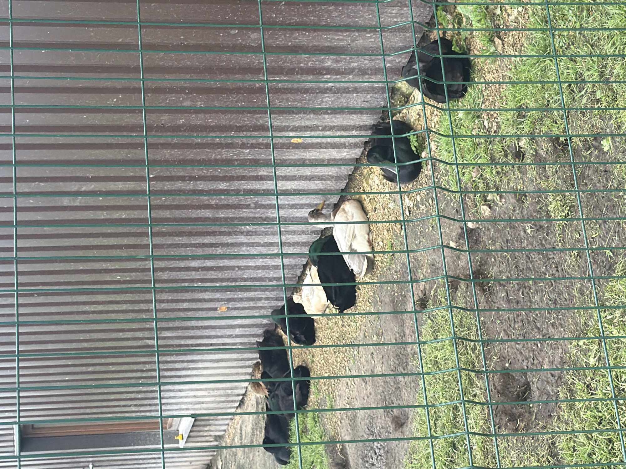 The image shows a flock of ducks resting on gravel and grass next to a corrugated metal wall, behind a green metal fence. The ducks are of various colors including black, white, and brown, with some exhibiting iridescent green heads. Several ducks are lying down, appearing to rest or sleep. The environment suggests an outdoor enclosure, possibly a farm or a wildlife park. The location is identified as Vārpas, Latvia.