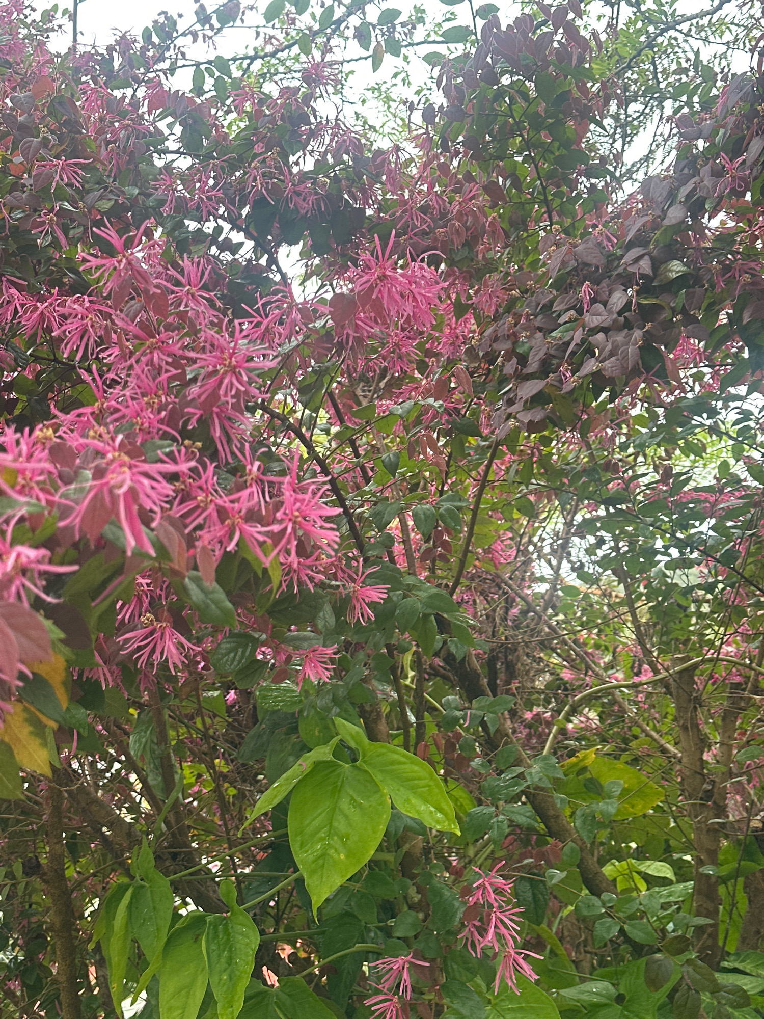 The image shows a close-up view of a flowering shrub with vibrant pink, spidery blossoms and dark red and green foliage. The blossoms are clustered on thin stems and have a delicate, star-like appearance. The leaves vary in color from deep reddish-brown to bright green, with some larger, glossy green leaves prominent in the foreground. The background is filled with more branches, leaves, and a bright, overcast sky. The scene appears to be outdoors in a garden setting. There is no indication of the specific location within Thora, Australia, in the provided image.