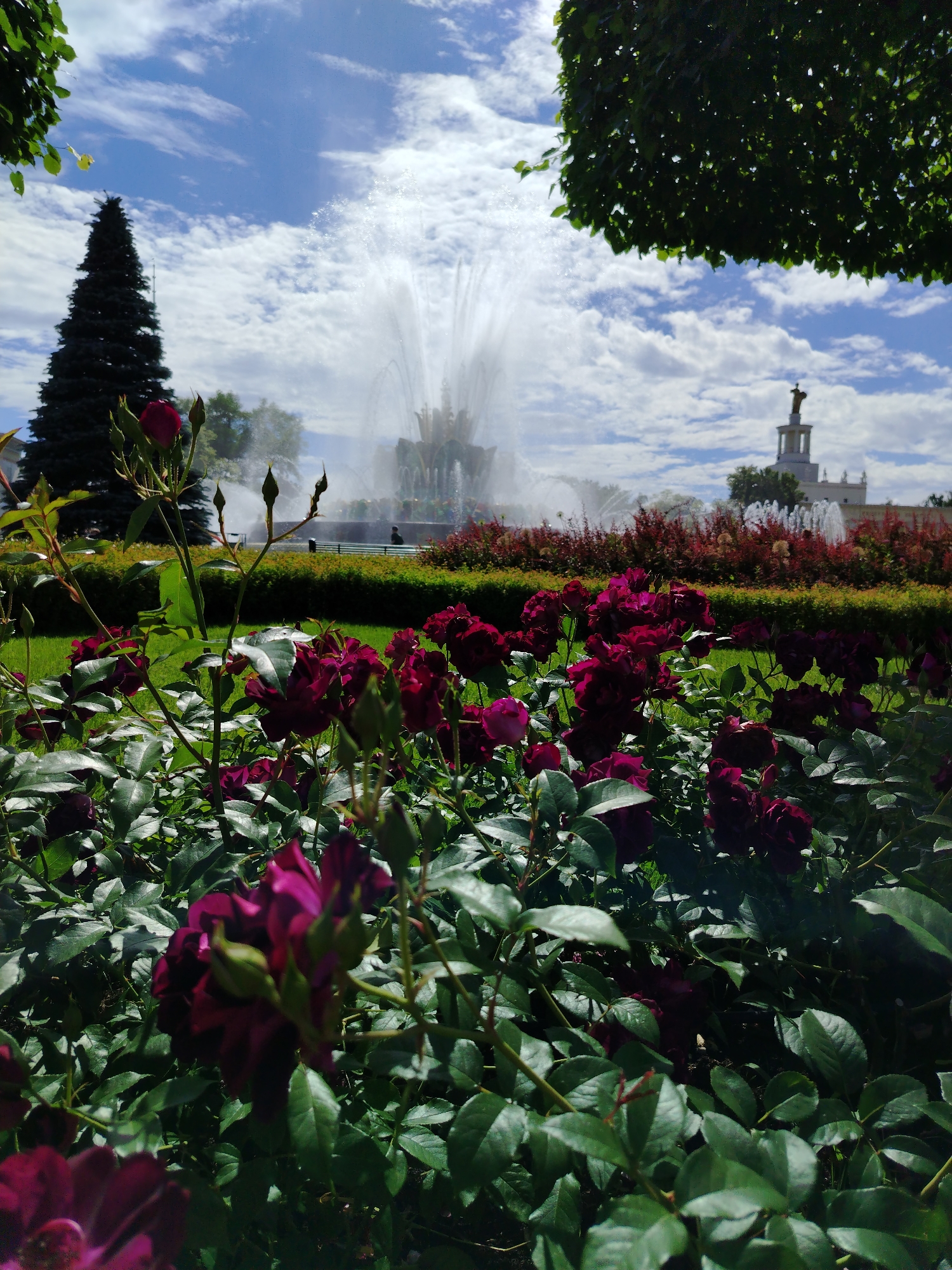 This is a medium shot, taken at eye level, of a garden area with a fountain and buildings in the background. The foreground is dominated by lush green leaves and deep red roses. Some of the roses are in full bloom, while others are still buds.
In the midground, there is a manicured green lawn bordered by a hedge. Behind the hedge, there are rows of red flowers and a large fountain spraying water high into the air. The fountain appears to be part of a larger park complex.
In the background, a tall, dark green evergreen tree stands to the left of the fountain. To the right of the fountain, a white building with a prominent spire and statue on top is visible. The sky above is a vibrant blue, dotted with fluffy white clouds. The sunlight suggests it is daytime, likely late morning or early afternoon.
The overall impression is one of a beautiful, well-maintained park on a clear, sunny day. There are no people clearly visible in the frame, though a person can be seen walking in the distance near the fountain. The image evokes a sense of tranquility and natural beauty. The location is identified as Moscow, Russia. There is no visible text in the image.