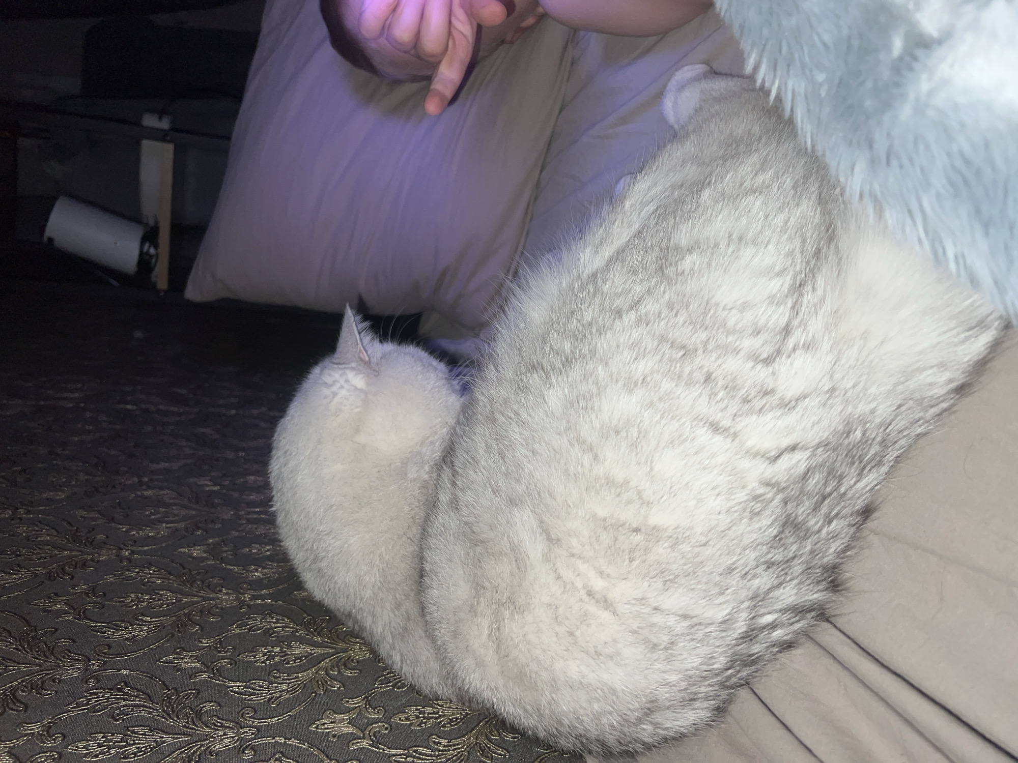 A gray cat is curled up on a bed with a patterned comforter. A person's hand is visible near the cat, possibly interacting with it. There is a pillow behind the cat and a fluffy, light-blue object partially covering it. Underneath the bed, a white cylindrical object is visible along with some supporting structures.