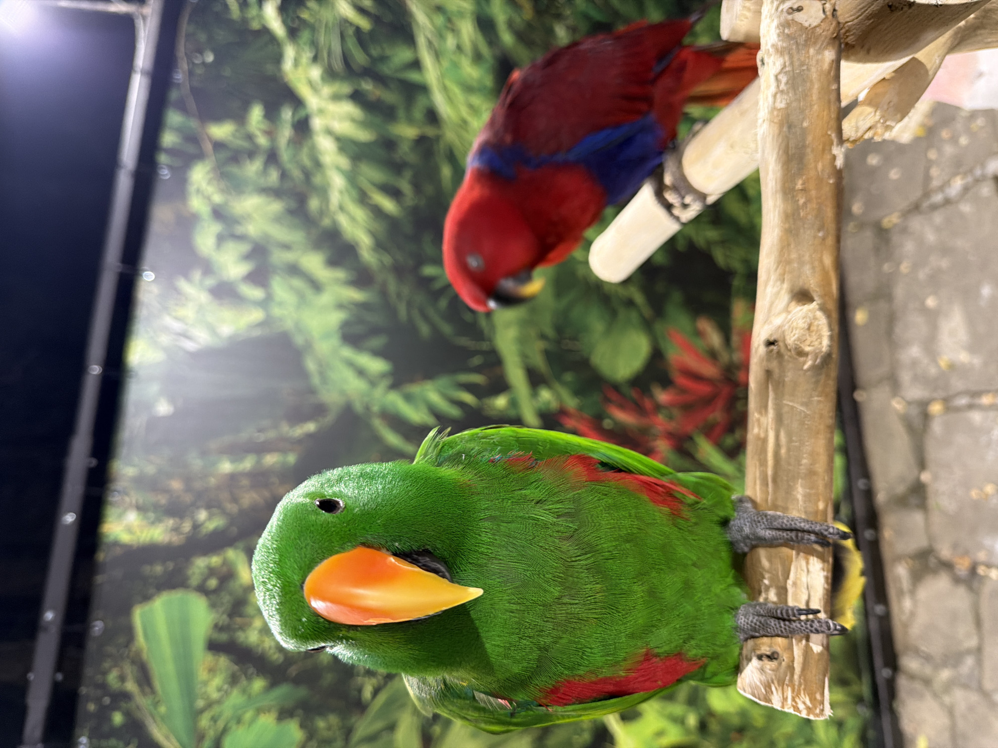In a brightly lit enclosure with a jungle-themed backdrop, two eclectus parrots are perched on wooden branches. The parrot in the foreground is predominantly green with a vibrant orange beak and red markings on its chest and wings. Its feet are gripping a thick, weathered branch. Behind it, slightly out of focus, is a second eclectus parrot, which is primarily red with striking blue plumage on its wings and chest. This second parrot is also perched on a wooden branch. The enclosure floor appears to be made of cobblestones. The setting is a zoological or aviary environment, possibly within a city or town, but no specific location in Sozopol, Bulgaria, is identifiable from the image.