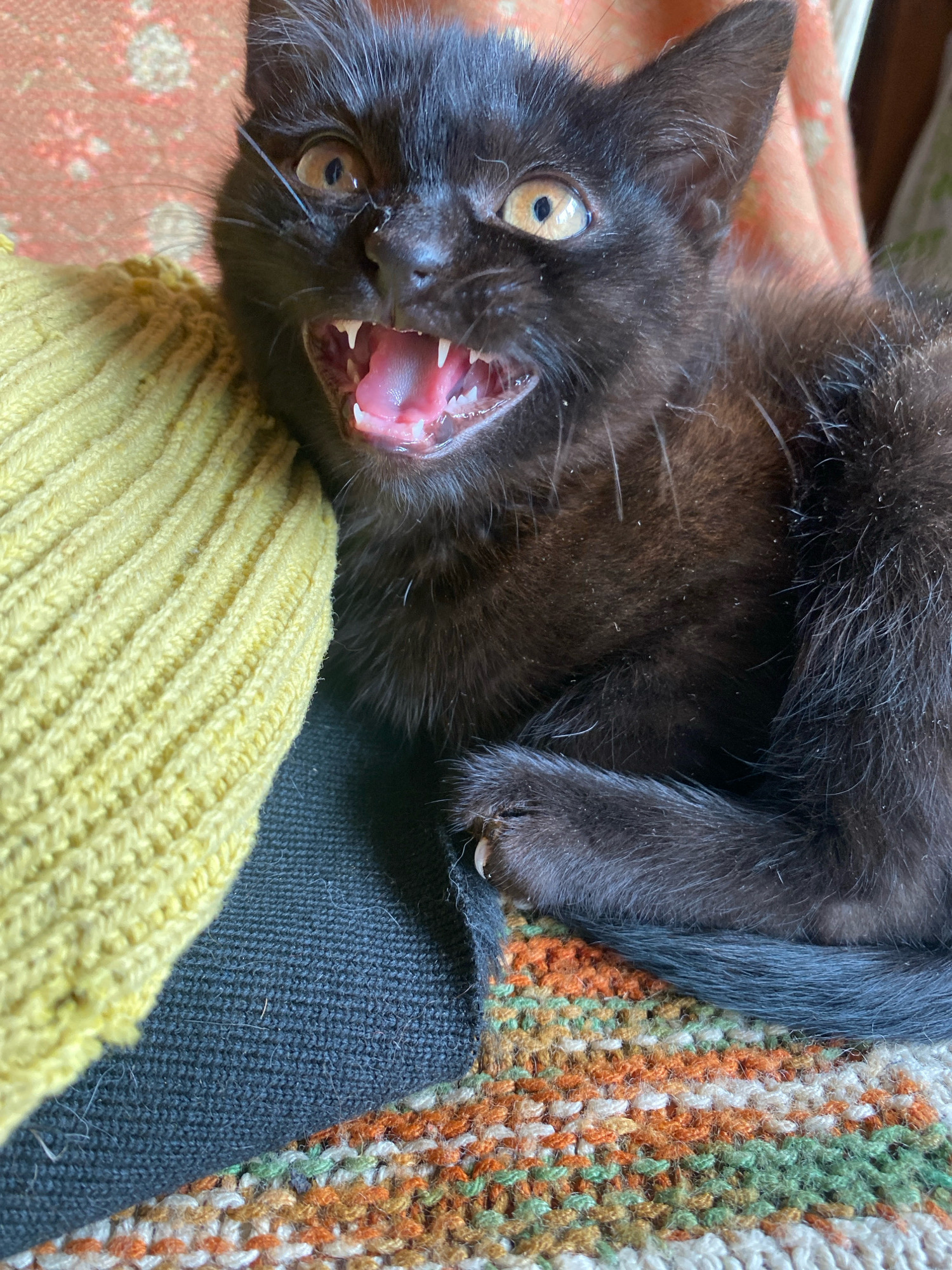 A close-up, eye-level shot features a black kitten with its mouth wide open, revealing sharp teeth and a pink tongue, appearing to be hissing or yawning. The kitten's eyes are wide and golden-yellow. To the left of the kitten is a bright yellow, knitted fabric, possibly a blanket or sweater. The background consists of a patterned fabric with orange, green, and white threads, and another fabric with a faint floral pattern in pink and cream. The overall setting appears to be indoors, likely a domestic environment. There is no information available to determine its specific location in Папярнянскі сельскі Савет, Belarus.