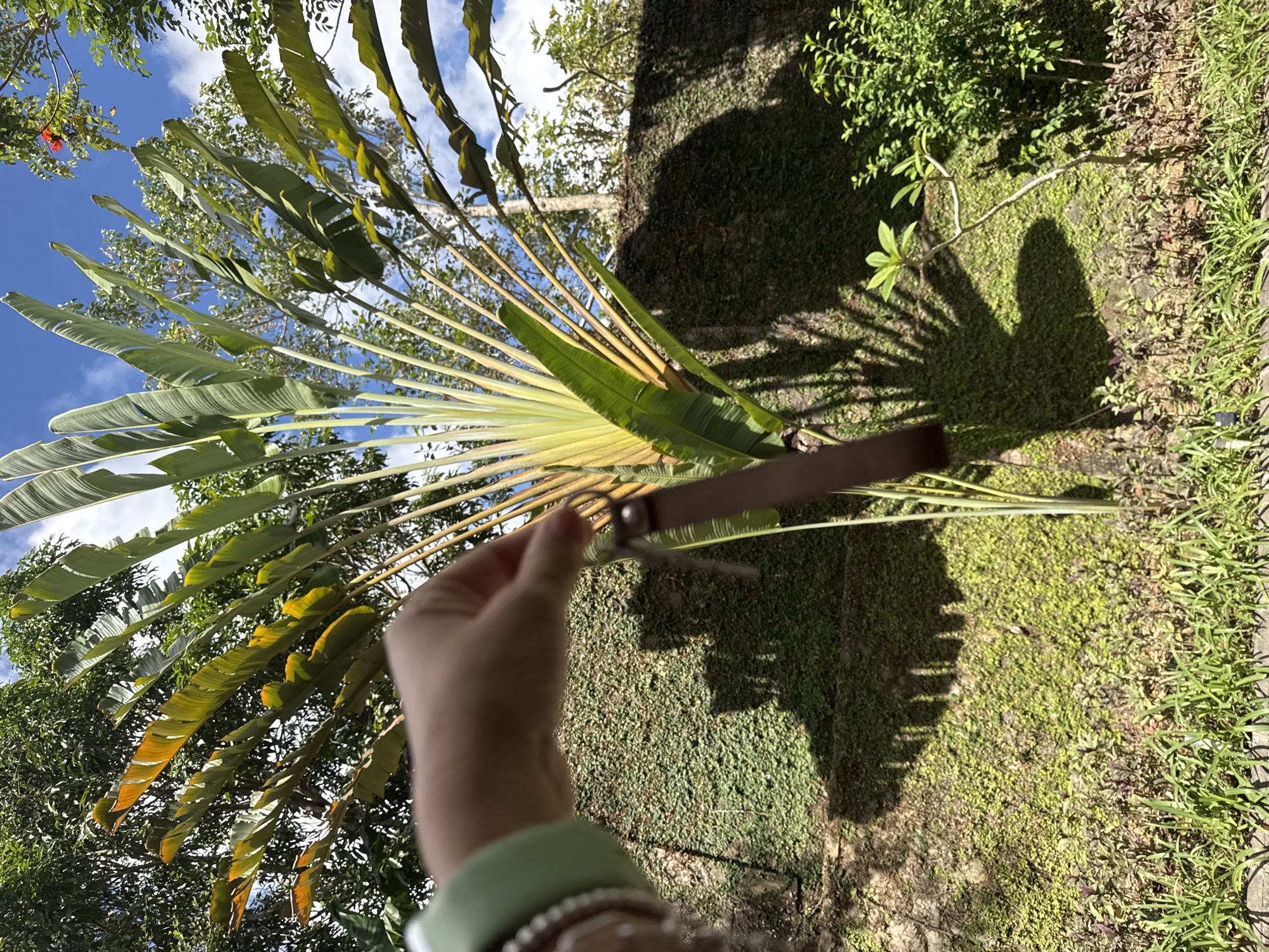 A person's hand, wearing a light green wristband and a few bracelets, is holding a brown keychain with a silver ring, extended towards a large plant with fan-like leaves. The plant is positioned in front of a wall covered in dense green ivy. In the background, lush green trees and a bright blue sky with white clouds are visible. Sunlight casts a distinct shadow of the plant on the ivy-covered wall. The scene appears to be outdoors, possibly in Kuta Selatan, Indonesia, given the tropical vegetation.