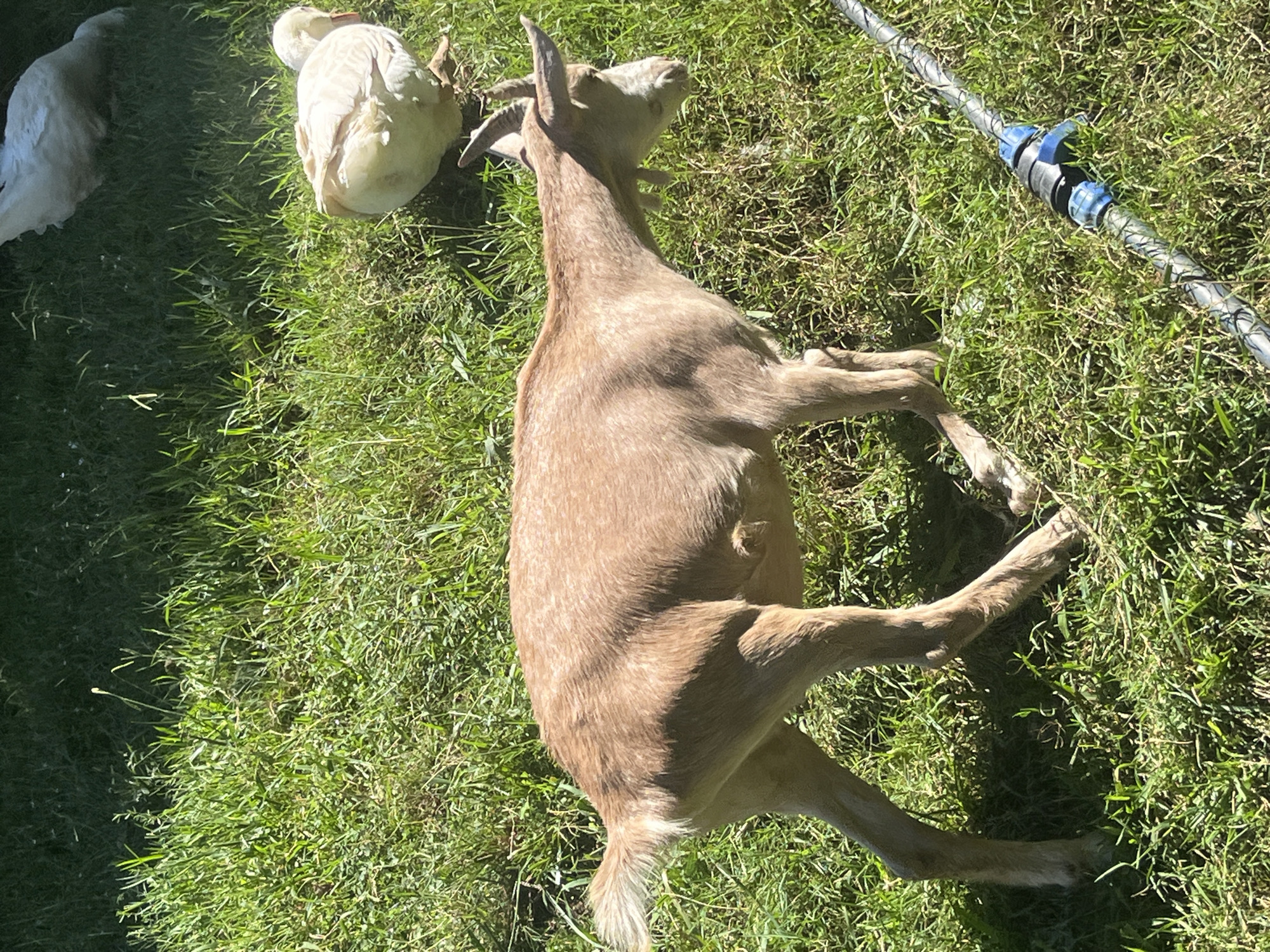 A light brown goat is standing in a grassy field in the city of Progress, Russia. Two white ducks are also visible in the background. A portion of a hose is in the lower right corner of the image.
