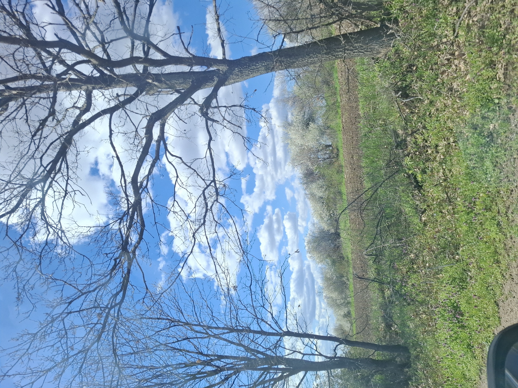 The image presents a rural landscape under a partly cloudy sky. Dominating the left side of the frame are bare tree branches against a backdrop of blue sky interspersed with white clouds. On the right side, a field stretches into the distance, bordered by a line of flowering trees in full bloom. The foreground on the right is covered with green vegetation. The image appears to have been taken from a low angle, potentially from a vehicle, as suggested by a dark, curved object visible in the bottom right corner. The exact location in Gramada, Bulgaria, cannot be determined from the image alone.