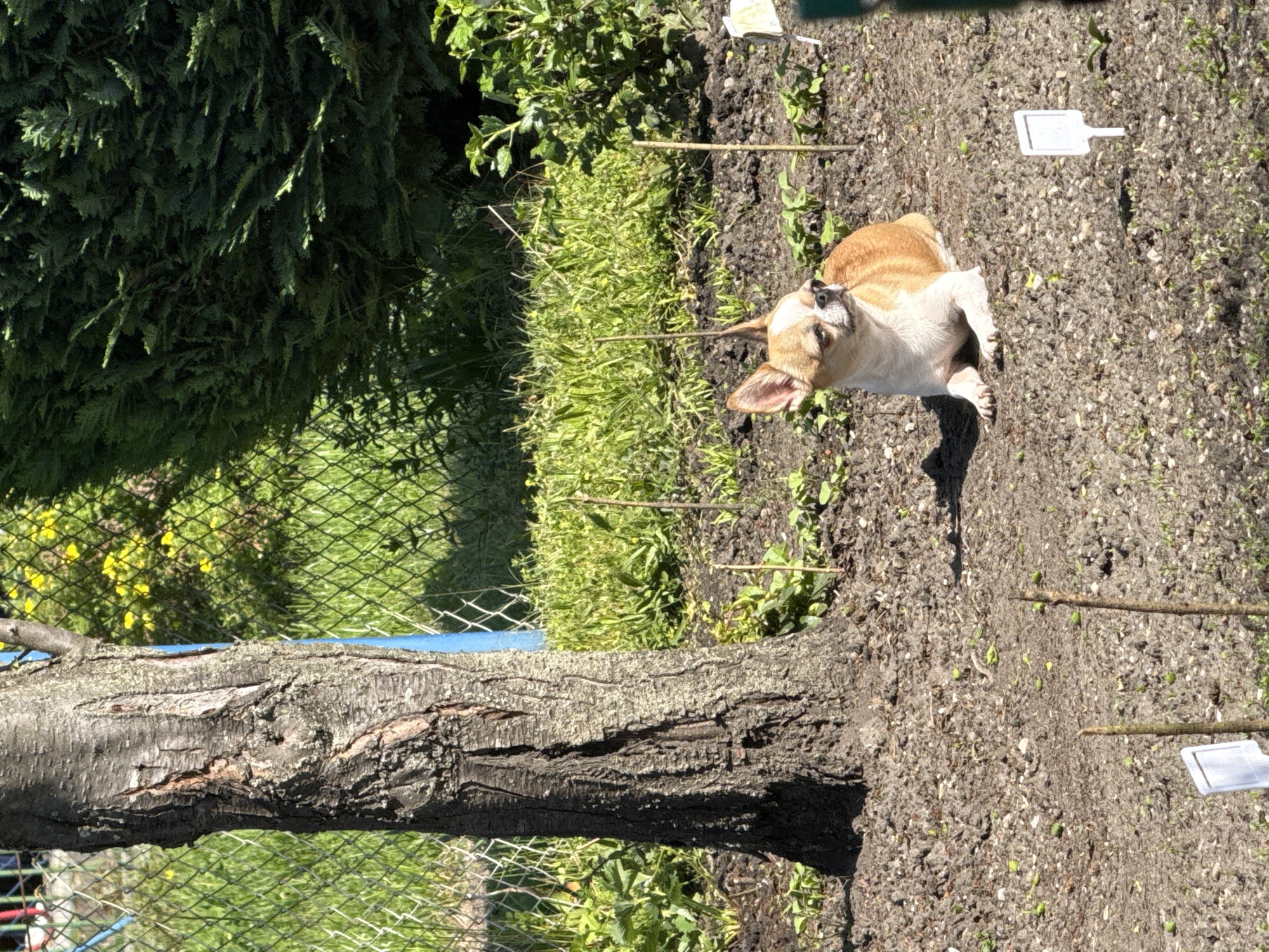 The image shows a small dog lying on the ground in a garden, possibly in Lauchhammer, Germany. The dog is tan and white. The garden appears to have plants, wooden sticks, and small white markers. A tree trunk is present on the left side of the image, along with a wire fence and various plants and greenery. The ground consists of soil and small stones.