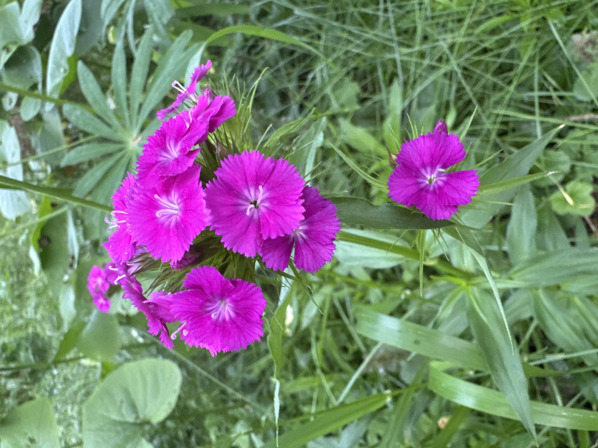 A cluster of vibrant magenta dianthus flowers blooms amidst lush green foliage and tall grasses. The flowers, with their delicate, fringed petals and intricate centers, are the clear subjects of this image. Some of the flowers are fully open, revealing their radial symmetry, while others are still in bud, promising more color. The background is a soft blur of green, suggesting a natural outdoor setting, likely a garden or meadow. The lighting appears to be natural daylight, possibly overcast given the diffused illumination, which accentuates the rich color of the flowers. There are no people or text visible in the image. The scene evokes a sense of natural beauty and tranquility. The location context places this scene in Kuzmolovskiy, Russia.