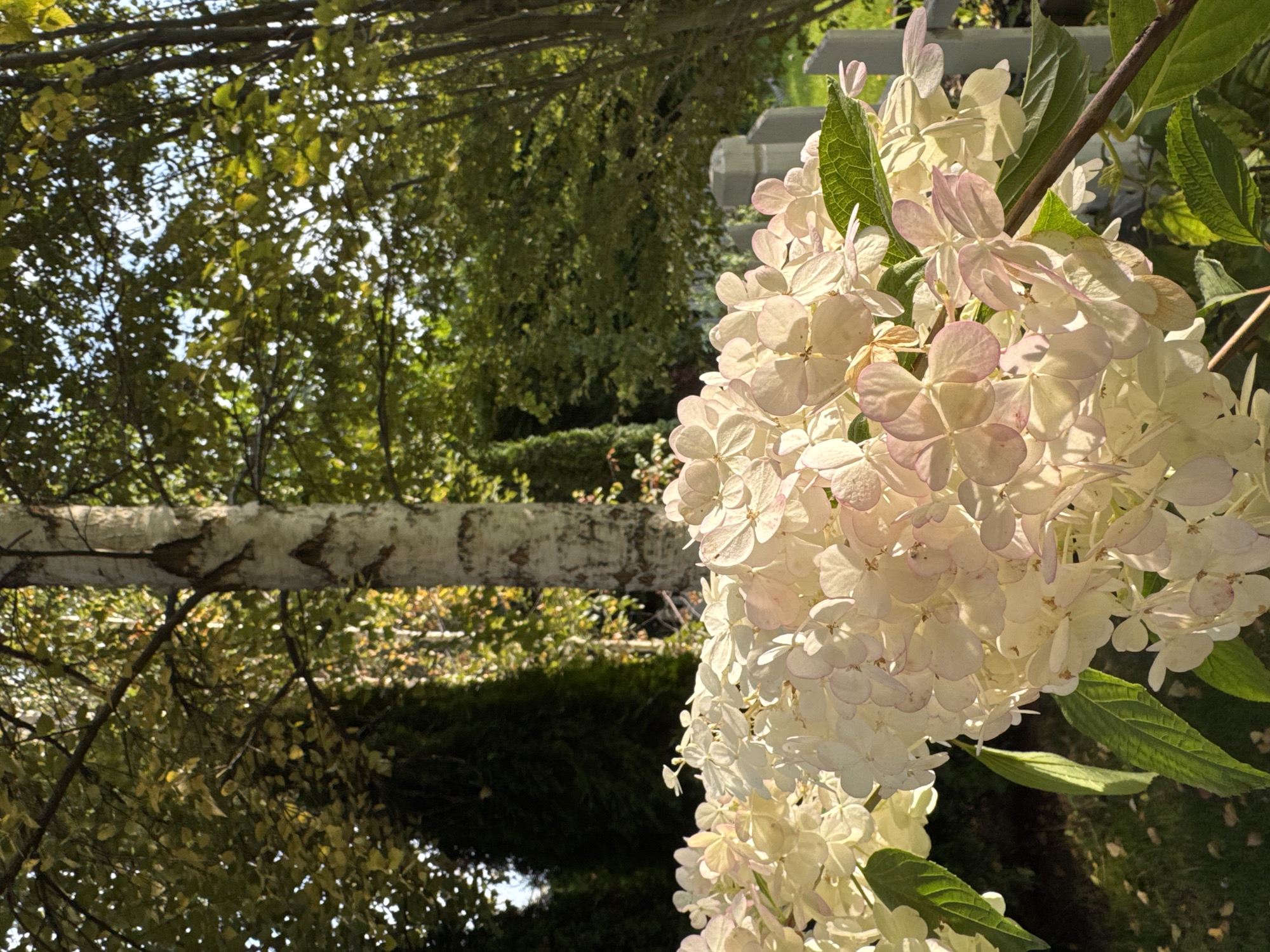 In Sary-Oy, Kyrgyzstan, an outdoor scene is captured under bright sunlight, focusing on a cluster of delicate, white and pale pink hydrangea blooms in the foreground. The flowers are abundant and soft, with individual petals showing subtle variations in color. Behind the hydrangeas, a textured, pale birch tree trunk rises vertically, its bark marked with dark patterns. Further in the background, dense green foliage from various trees creates a lush, natural setting. A hint of a white fence post and some green leaves are visible to the right of the flowers, suggesting a garden or park environment. The light filters through the leaves, casting dappled shadows and highlighting the textures of the bark and petals.