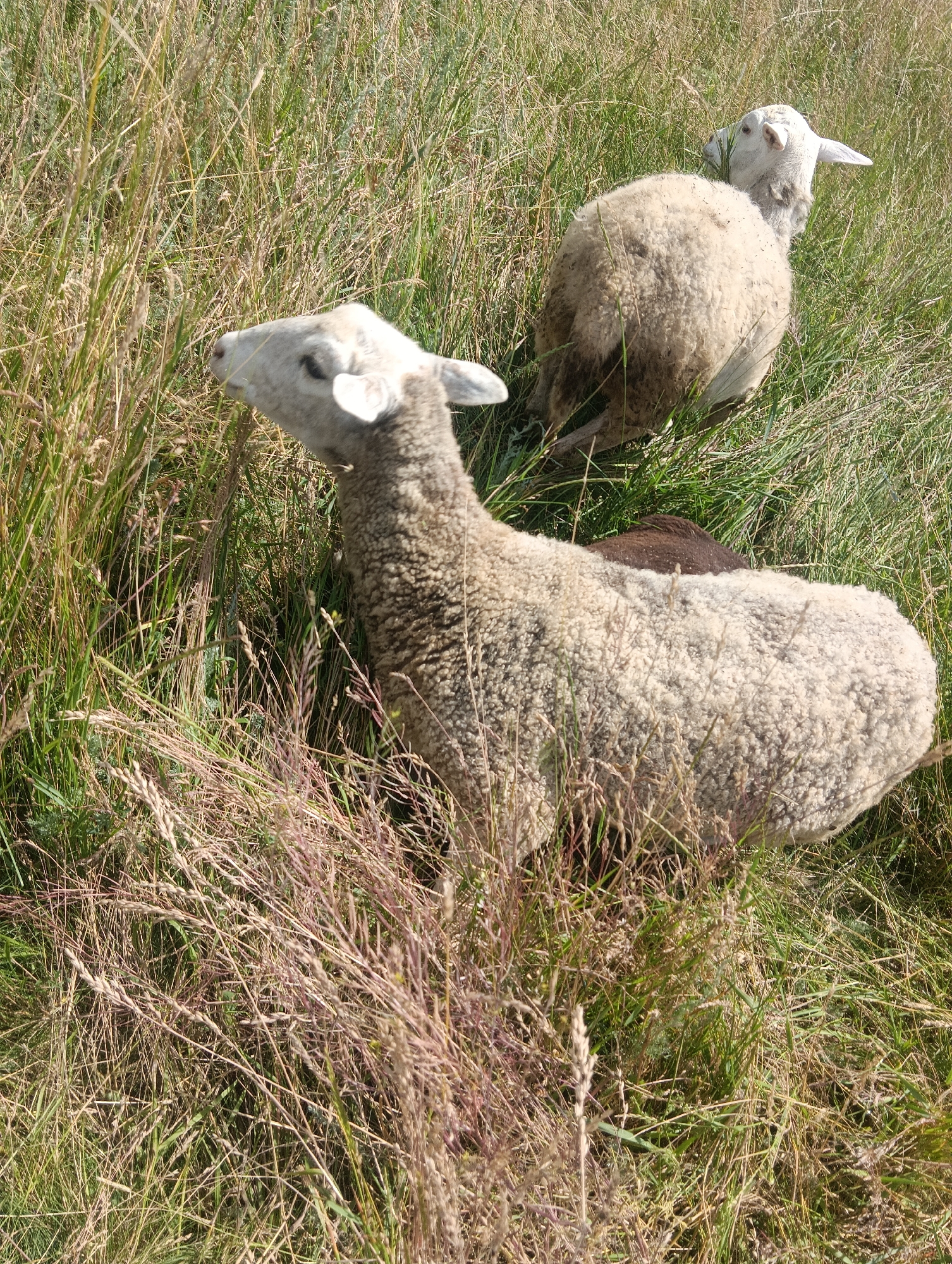 Two sheep are lying in a field of tall, dry grass. The sheep in the foreground is facing left, with its head turned upwards and to the left. Its body is mostly visible, and it is lying down with its legs tucked beneath it. The sheep in the background is facing away from the camera, with its head turned to the right. Only its rear end and head are clearly visible. The grass is a mix of green and brown, with some stalks reaching higher than the sheep. The lighting suggests it is a sunny day.