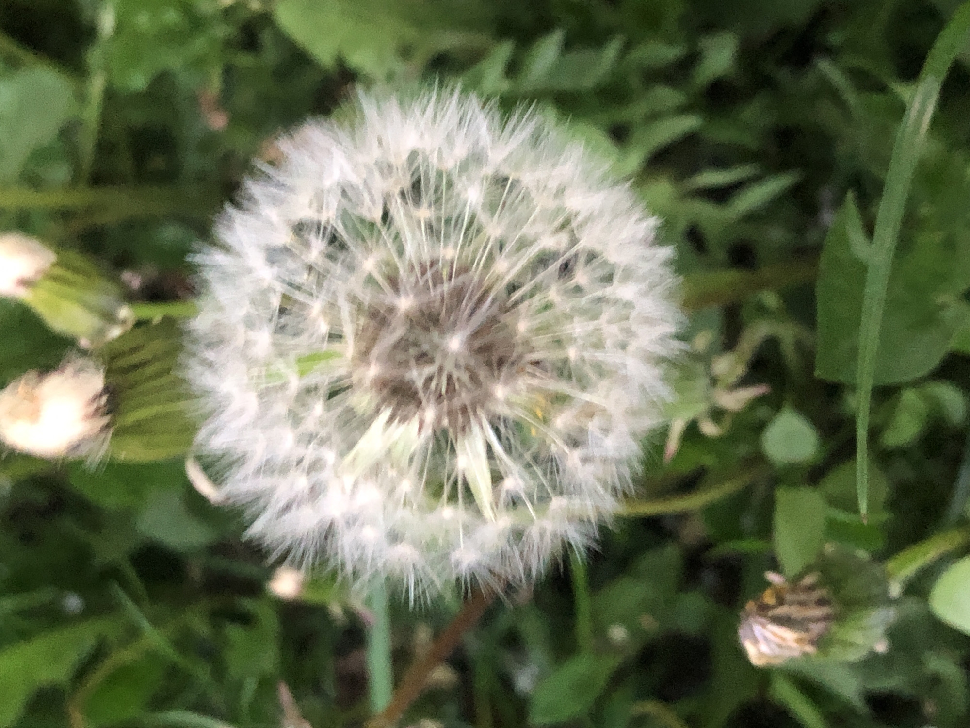 An overhead shot captures a white dandelion seed head, commonly known as a puffball, as the central and most in-focus subject. Its delicate, feathery pappus is fully extended, ready for seed dispersal. The background consists of blurred green foliage, suggesting an outdoor natural setting like a garden, lawn, or field. To the left of the main dandelion, another out-of-focus lighter object, possibly another dandelion head or a closed bud, is partially visible. In the bottom right corner, a third, smaller, and also out-of-focus dandelion head or spent flower appears to be present among the green leaves. The lighting is soft, indicating daylight without harsh shadows, and the shallow depth of field emphasizes the intricate details of the dandelion's seeds against the indistinct green surroundings. There is no discernible activity or visible text in the image.