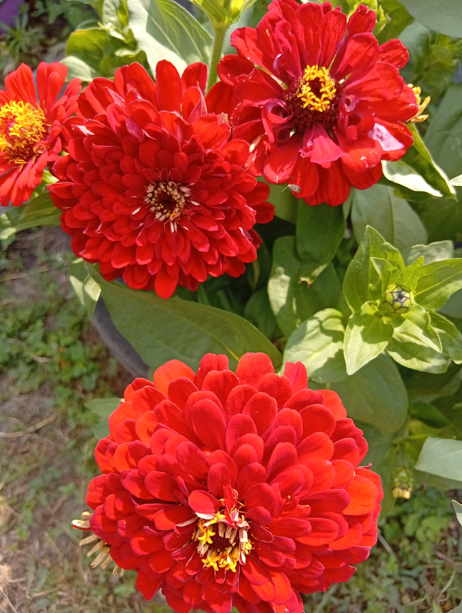 An overhead medium shot captures a cluster of vibrant red zinnia flowers blooming in a garden. The flowers, with their layered petals and yellow centers, are the primary focus. In the background, lush green leaves and stems provide a natural backdrop, with hints of soil and grass visible at the bottom. One zinnia bud is visible, closed and green, nestled amongst the foliage. The scene is illuminated by natural light, casting soft shadows on the petals and leaves. The image is sharp and clear, with a shallow depth of field that blurs the background and emphasizes the detailed texture of the flowers.