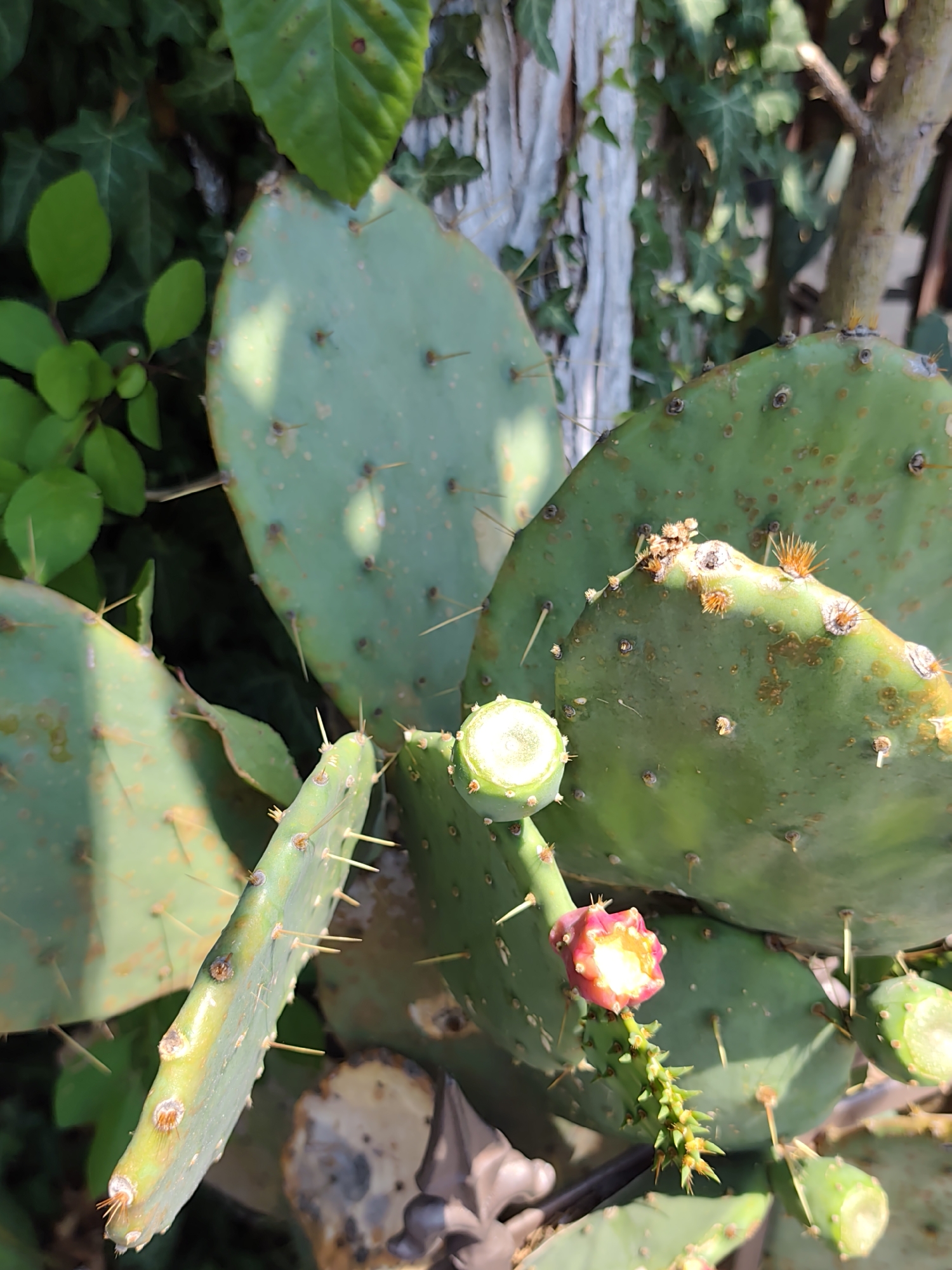 A close-up, eye-level, vertical shot focuses on a prickly pear cactus in an outdoor, natural setting, likely in Sochi, Russia, given the presence of green foliage and vines against a weathered, light-colored wooden post or fence. The cactus pads, a vibrant green, are dotted with small brown spots and sharp spines. One pad exhibits a small, budding, pinkish-red flower with yellow stamens. Another pad has a cut-off fruit, revealing a white interior. Several pads appear to be either fruit or developing buds, some with visible spines. The background consists of lush green leaves and ivy, with a blurred wooden structure. The lighting suggests it is daytime, with shadows indicating sunlight filtering through the foliage. No people or animals are present in the image.