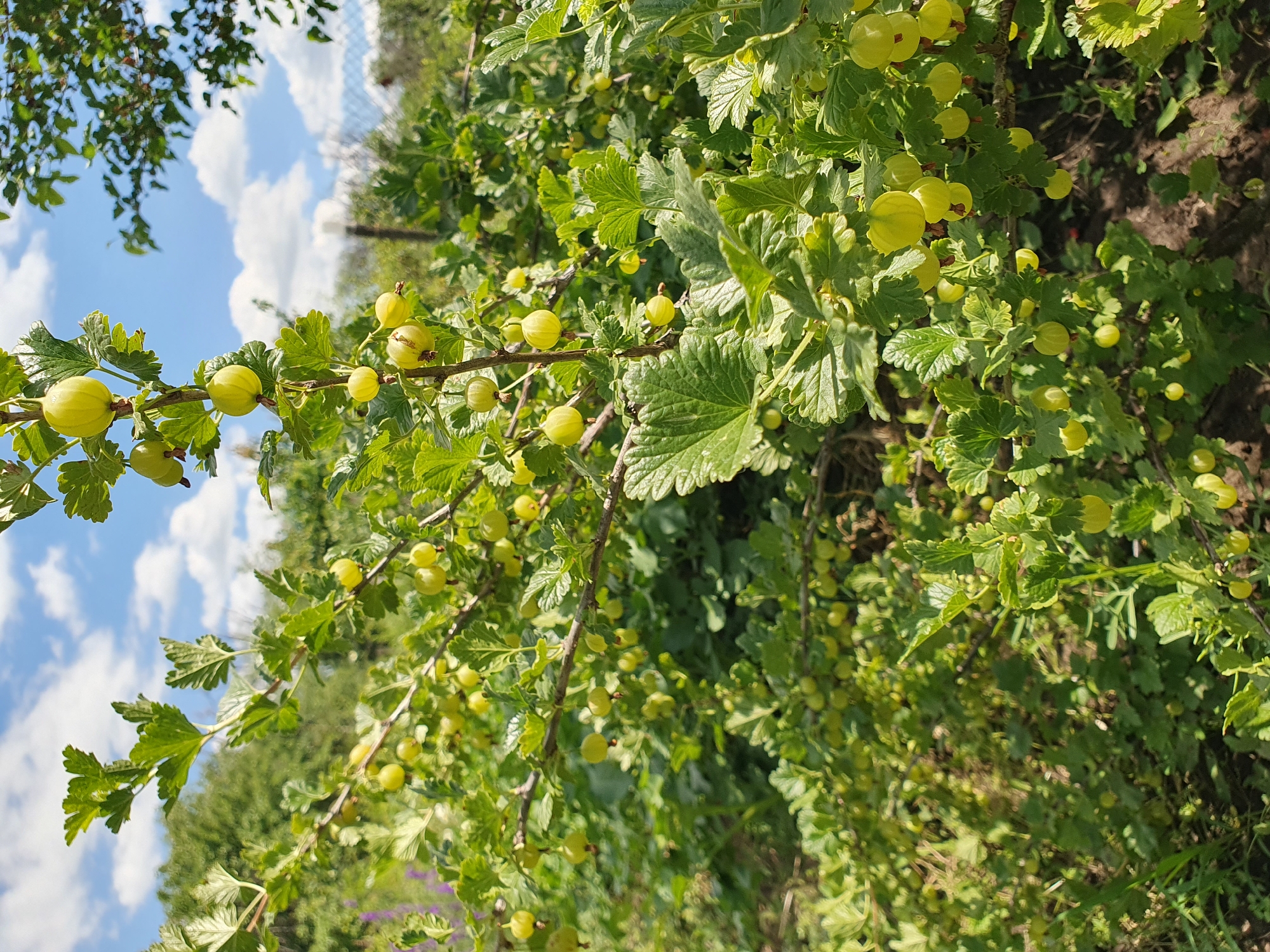 A close-up, eye-level shot captures a branch of a gooseberry bush laden with green, unripe berries under a bright, partly cloudy sky. The bush is situated outdoors, likely in a garden or rural area, with lush green foliage filling the foreground and midground. In the background, blurred trees and a wire fence are visible, suggesting the location is Novoivanivka, Ukraine. The lighting indicates it is daytime, with sunlight highlighting the berries and leaves. No people or animals are present in the frame.