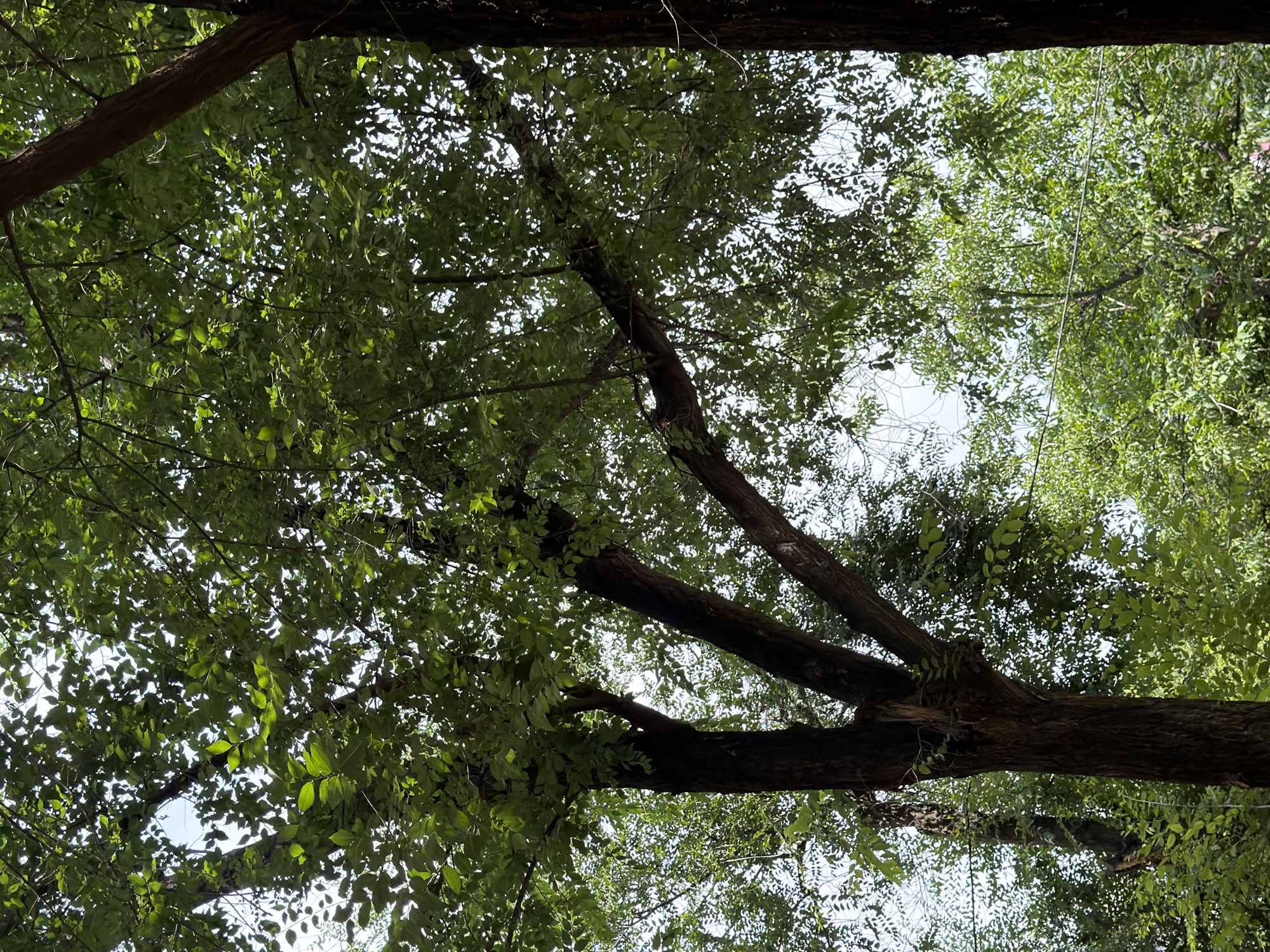The image depicts a close-up view of a dense canopy of green leaves and tree branches against a bright sky. The sunlight filters through the foliage, creating a dappled effect. In the foreground, the dark, textured bark of a large tree trunk is visible, with several thick branches extending upwards and outwards. The lower portion of the frame is filled with more lush green leaves and smaller branches, suggesting a thick growth of trees. The scene appears to be an outdoor environment, possibly a park or a tree-lined street. There are no people or specific landmarks visible to pinpoint an exact location within Shymkent, Kazakhstan, but the natural setting suggests an area with abundant greenery common in urban parks or residential zones.