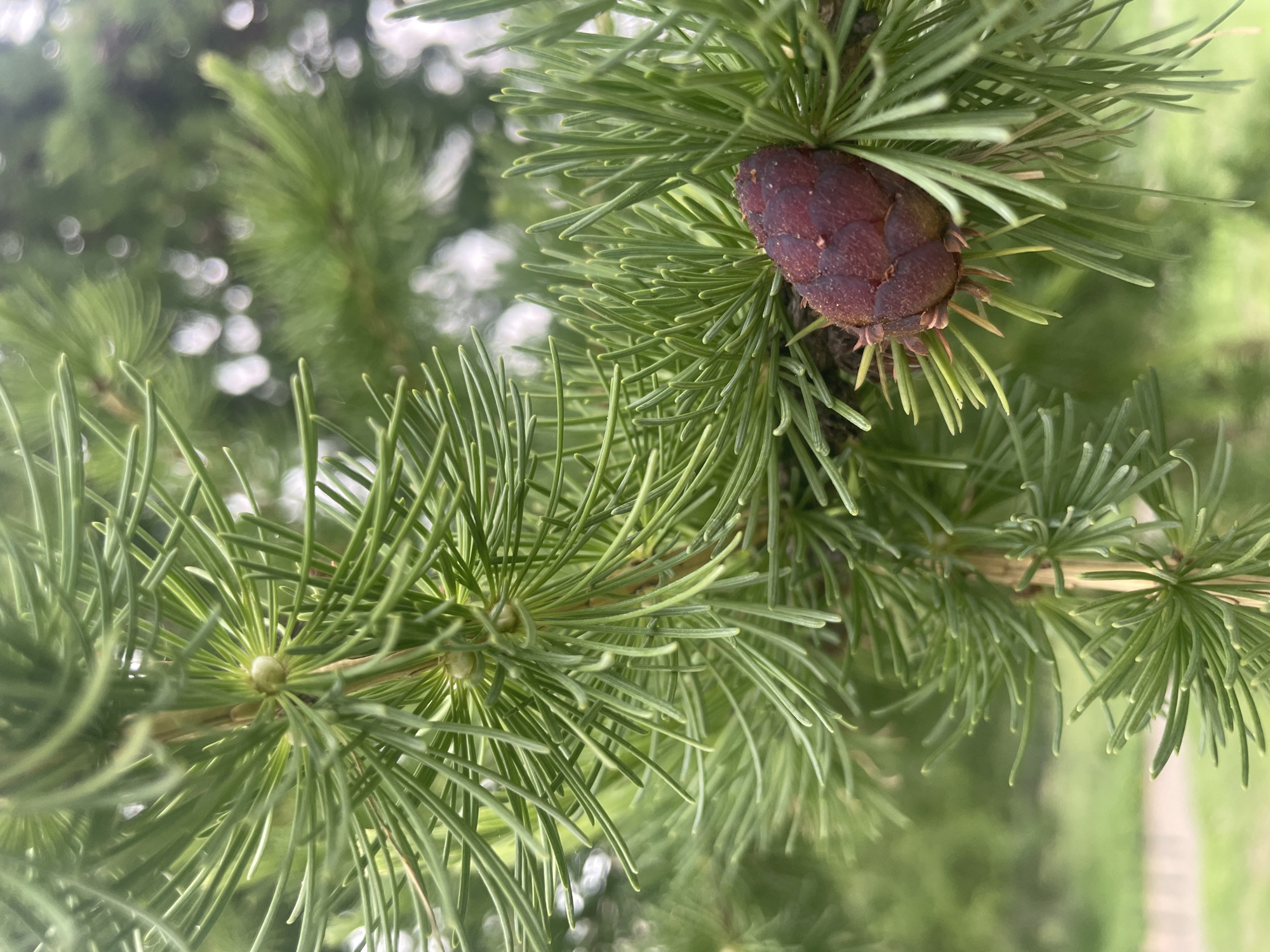 A close-up, vertical, outdoor shot shows a dark red, ovate pine cone on a branch of a pine tree. The pine cone is located on the right side of the frame. The pine cone is surrounded by clusters of long, thin, green pine needles. The pine needles are densely packed and form a fuzzy halo around the cone. The background of the image is softly blurred, with muted green tones indicating more foliage and possibly some distant light bokeh. The lighting appears to be natural daylight, casting subtle shadows on the pine cone and needles. There is no indication of people or any man-made structures. The location is unknown.
