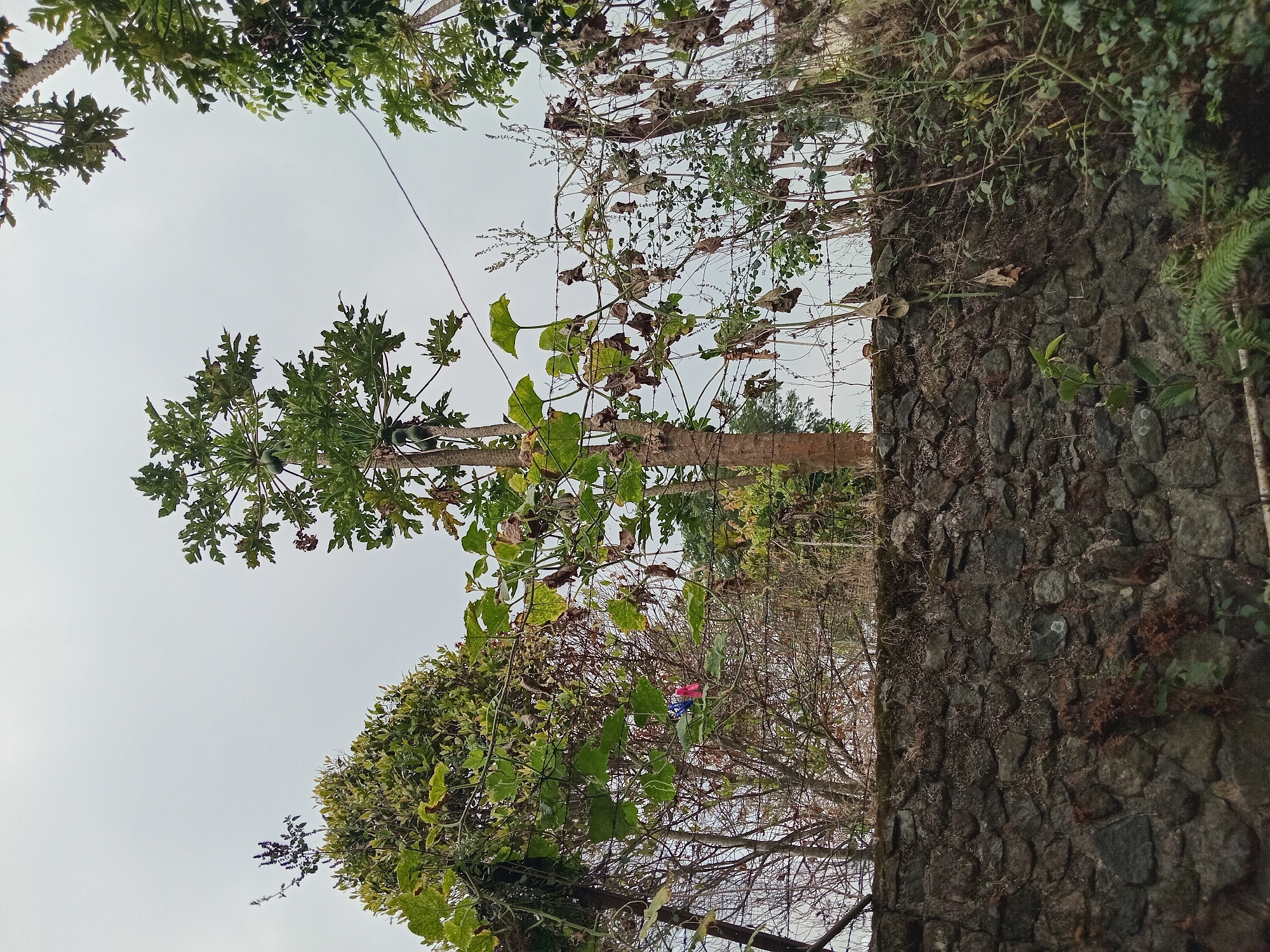 This is a low-angle, eye-level shot looking up at a papaya tree in Claket, Indonesia. The tree stands tall in the center of the frame, with its fruit visible. To the left of the papaya tree is a dense bush, and to the right, there is another tree and a section of barbed wire fence. The fence stretches across the middle ground of the image, and behind it, more vegetation can be seen. In the foreground, a stone wall runs horizontally across the bottom of the frame. The sky above is overcast and pale.