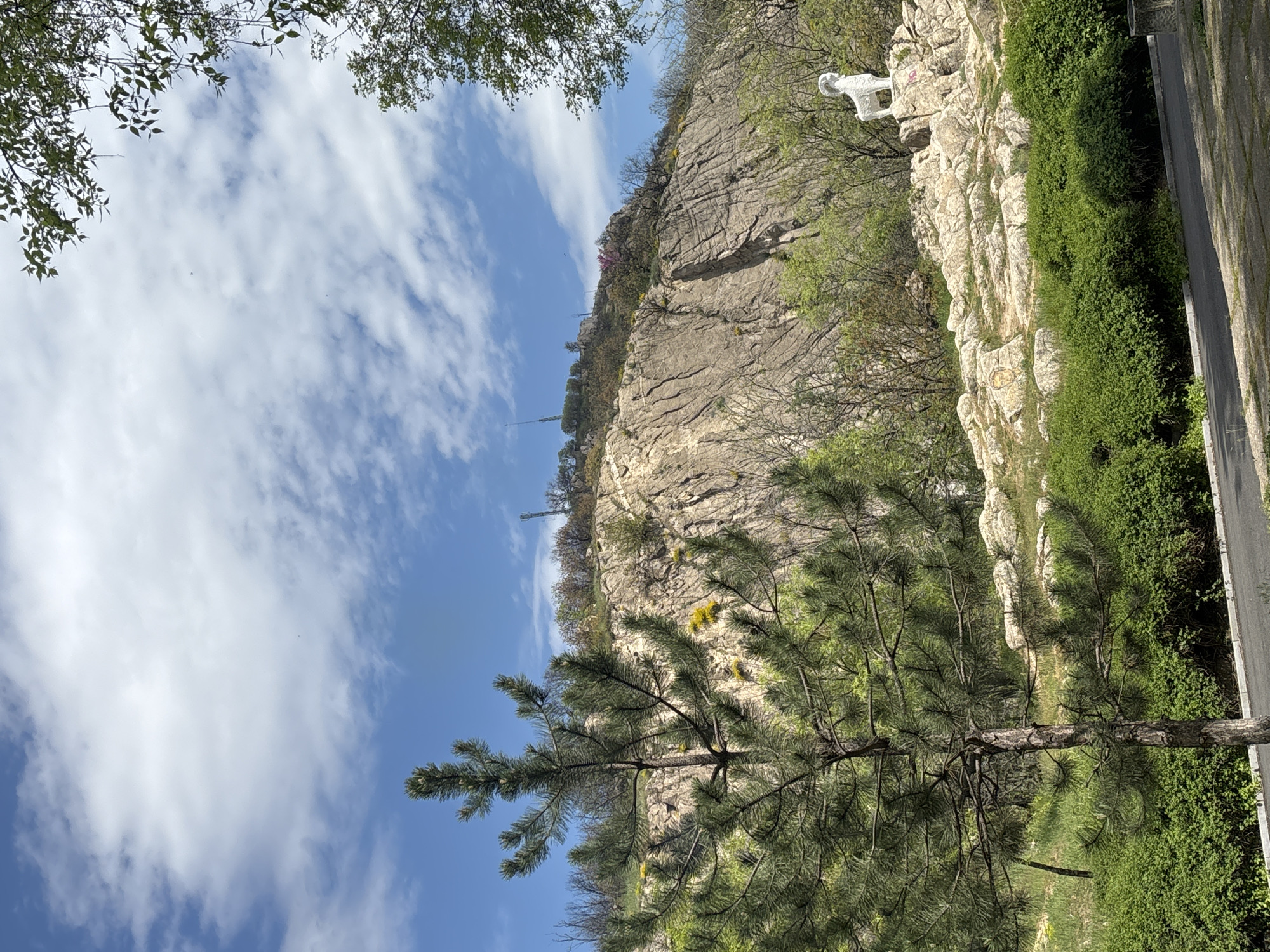 The image displays a sunlit natural landscape featuring a prominent rocky hillside under a bright, partly cloudy blue sky. In the foreground, a large, vibrant green pine tree occupies the lower left and central portion of the frame, with its branches extending upwards.
The central subject is a steep, rugged rock face, marked by distinct horizontal and diagonal striations indicative of geological formations and erosion. Sparse vegetation, including small trees, bushes, and patches of yellow flowers, clings to the rock's surfaces. Towards the upper right, on a rocky outcrop, stands a notable white statue of an animal, resembling a wolf or dog, positioned upright. This statue, known as the "White Wolf" or "Bunardzhik Wolf," is a landmark on Bunardzhik Hill in Plovdiv, Bulgaria.
Further up the hill, beyond the immediate rock face, a mix of deciduous trees, some with nascent green leaves and others with striking red-purple blossoms, can be seen. On the distant ridge of the hill, two slender communication towers are visible against the horizon.
To the right of the rock face, a paved road or pathway runs along the base of the hill, bordered by dense, neatly trimmed green bushes. The sky is a clear blue with scattered white, wispy clouds, suggesting fair weather. The bright illumination indicates it is daytime, likely late morning or early afternoon. There are no people or specific activities depicted, and no visible text is present in the image.