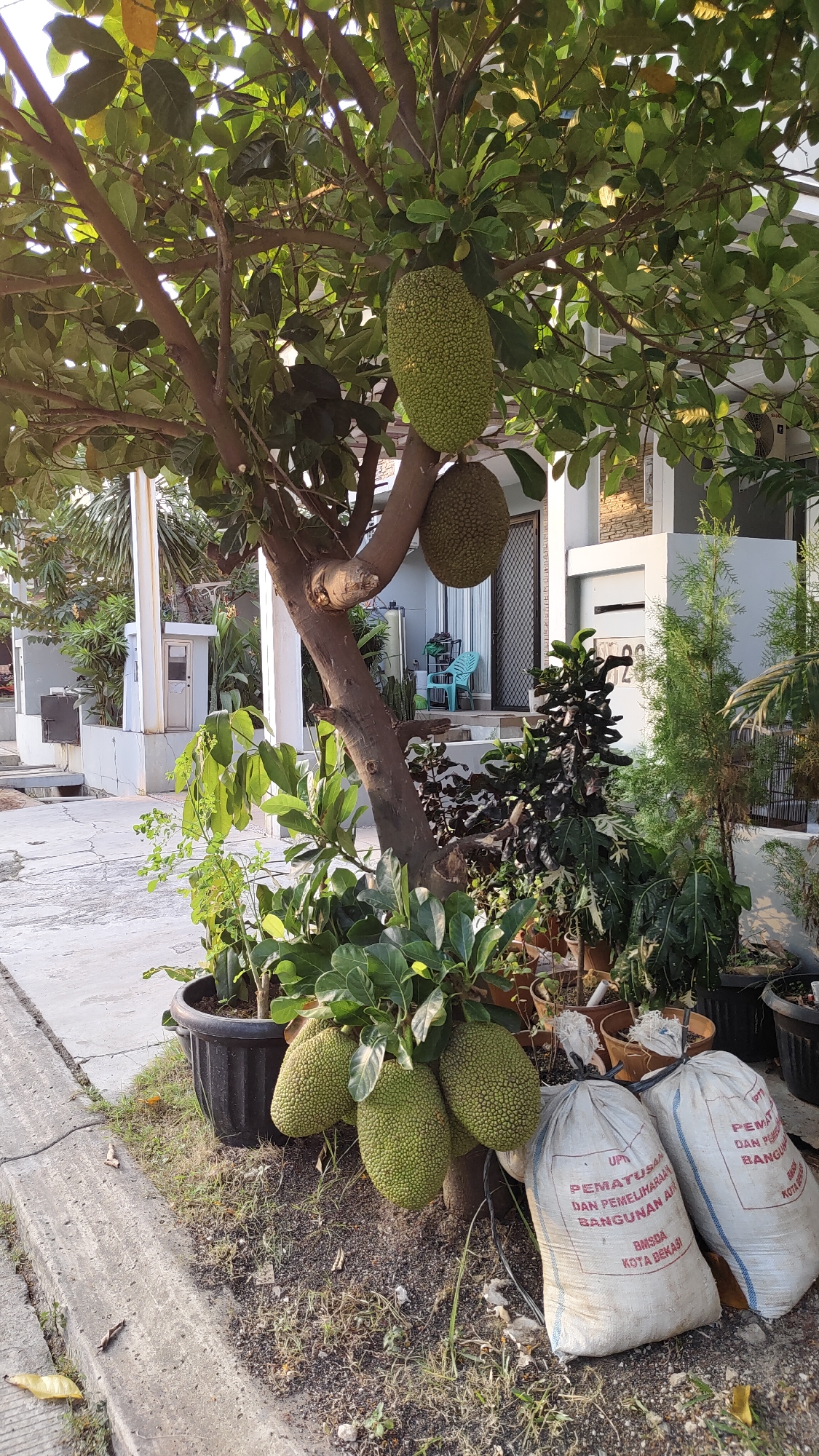 The image depicts an outdoor scene in the city of Setiamulya, Indonesia, featuring a jackfruit tree laden with several ripe fruits. The tree is positioned in a yard with a house in the background, which appears to be a residential building. The house has white walls and a dark-tiled roof, with a doorway and windows visible. In front of the house, there are several potted plants and a bright turquoise plastic chair.

The jackfruit tree itself is substantial, with a thick trunk and branches supporting large, spiky green jackfruits. Multiple fruits are hanging from the branches, with some closer to the ground and others higher up. Below the tree, there are several large, white sacks with red lettering, possibly containing construction materials, placed on the ground. The ground is covered with dry leaves and soil. To the left of the tree, a concrete path runs alongside a grassy verge. The overall lighting suggests it is daytime, with sunlight casting shadows. There are no people visible in the image.