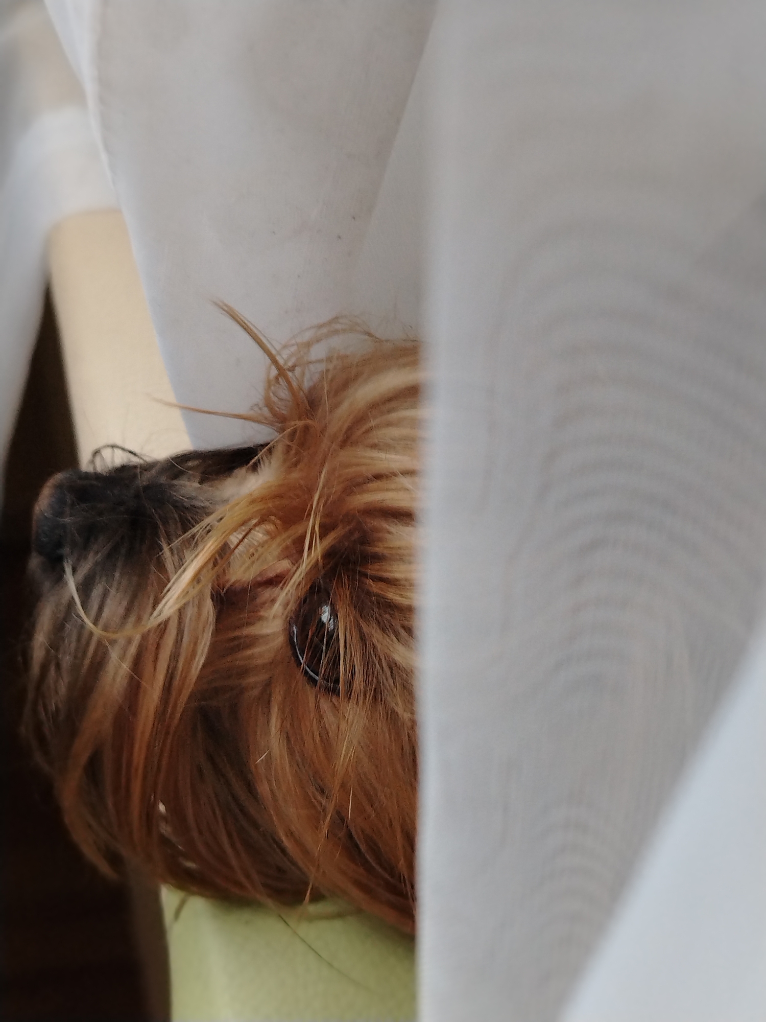 A small, tan-colored dog is peeking out from behind a white curtain. The dog's face is partially visible, with its eye clearly visible and a glimpse of its dark nose. The rest of the dog is hidden by the fabric. The dog appears to be indoors, possibly in a home. No specific location in Krasnodar, Russia can be determined from the image.