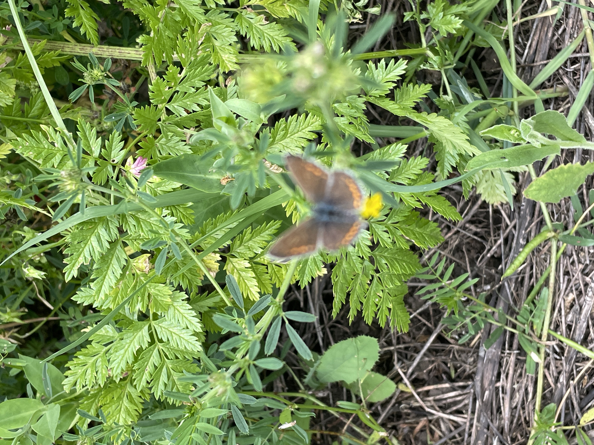 The image depicts a natural scene in Alvanovo, Bulgaria. Various green plants, including those with fern-like leaves and others with small, oval leaves, are visible. A butterfly with brownish-orange wings is partially in focus, positioned near a small yellow flower. Dried grass and twigs are scattered on the ground. The scene appears to be outdoors in a natural setting.