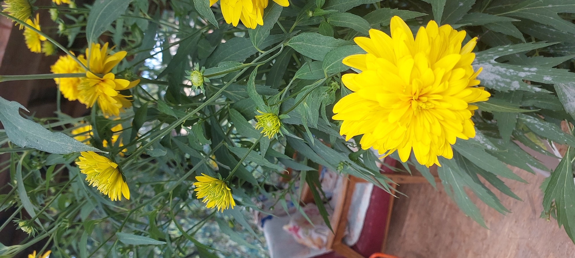 The image depicts a close-up of bright yellow flowers with numerous petals, possibly of the Rudbeckia or Echinacea family, set against a backdrop of green foliage. The flowers are in various stages of bloom, with some fully open and others appearing as buds. The background shows a wooden surface and the blurred outline of a chair with red upholstery. The scene appears to be outdoors, possibly in a garden or on a porch. There is no indication of the city of Praporştşikovo, Kazakhstan, in the image itself.