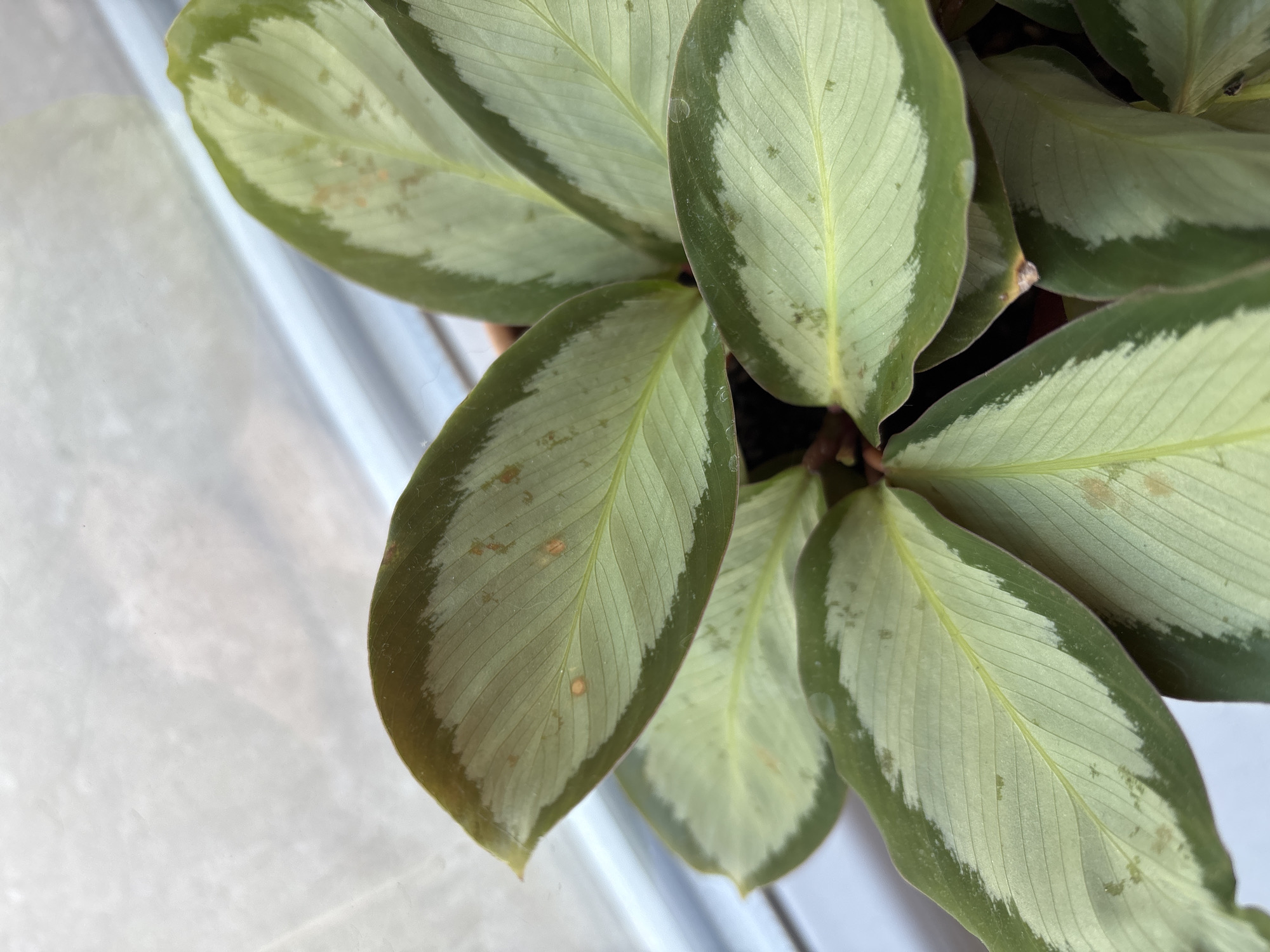 The image displays a close-up, overhead view of a Calathea plant's foliage, featuring its characteristic patterned leaves with dark green edges and lighter green or silver-grey centers. Several leaves show small, scattered orange-brown spots, indicative of potential environmental stress or pest activity. The plant appears to be situated near a window, with a blurred, white, translucent background suggesting diffused natural light. The context of Kyustendil, Bulgaria, is not visually represented in the image itself.
