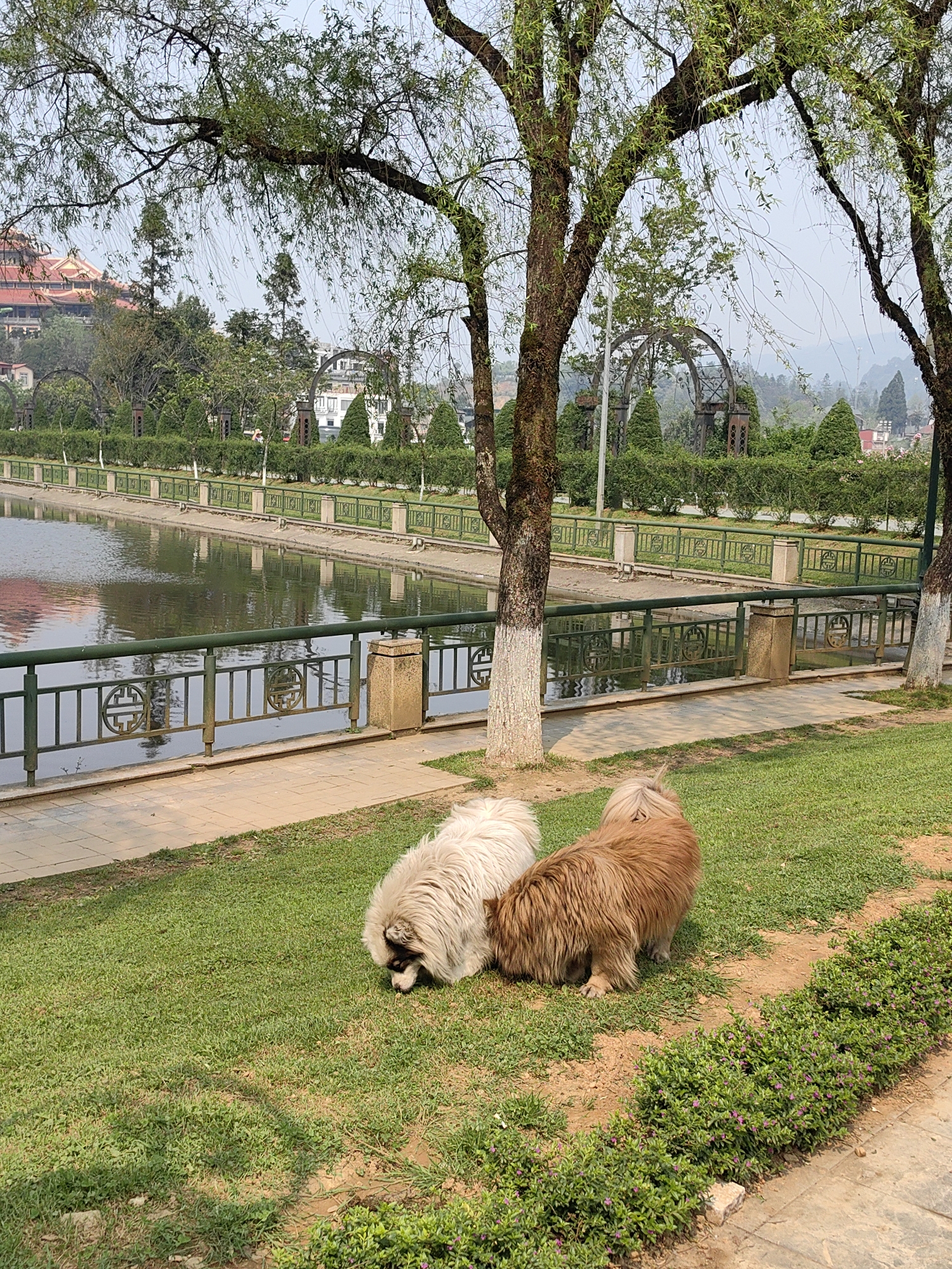 Two long-haired dogs are positioned on a manicured grassy slope in Sa Pa, Vietnam. The dog on the left, with light cream fur, has its head lowered, appearing to sniff the grass. To its right, a reddish-brown furred dog is seated or lying on the grass, facing away from the camera. Immediately behind the dogs is a light-colored paved walkway, bordered by a green metal railing featuring circular decorative motifs. This railing separates the walkway from a calm body of water, likely Sa Pa Lake, which reflects the sky and distant elements.
Beyond the lake, a series of manicured green hedges and conical evergreen shrubs line a pathway. Further back, decorative metal arches are visible. The scene is framed by several trees with rough bark and slender, drooping green leaves; the lower trunks of some trees are painted white. In the background, atop a hill, a prominent building with a multi-tiered red roof, indicative of traditional Vietnamese architecture, is discernible. A hazy mountain range extends across the distant horizon under a clear sky. Small purple flowering plants are visible in the lower right foreground. No people are present.