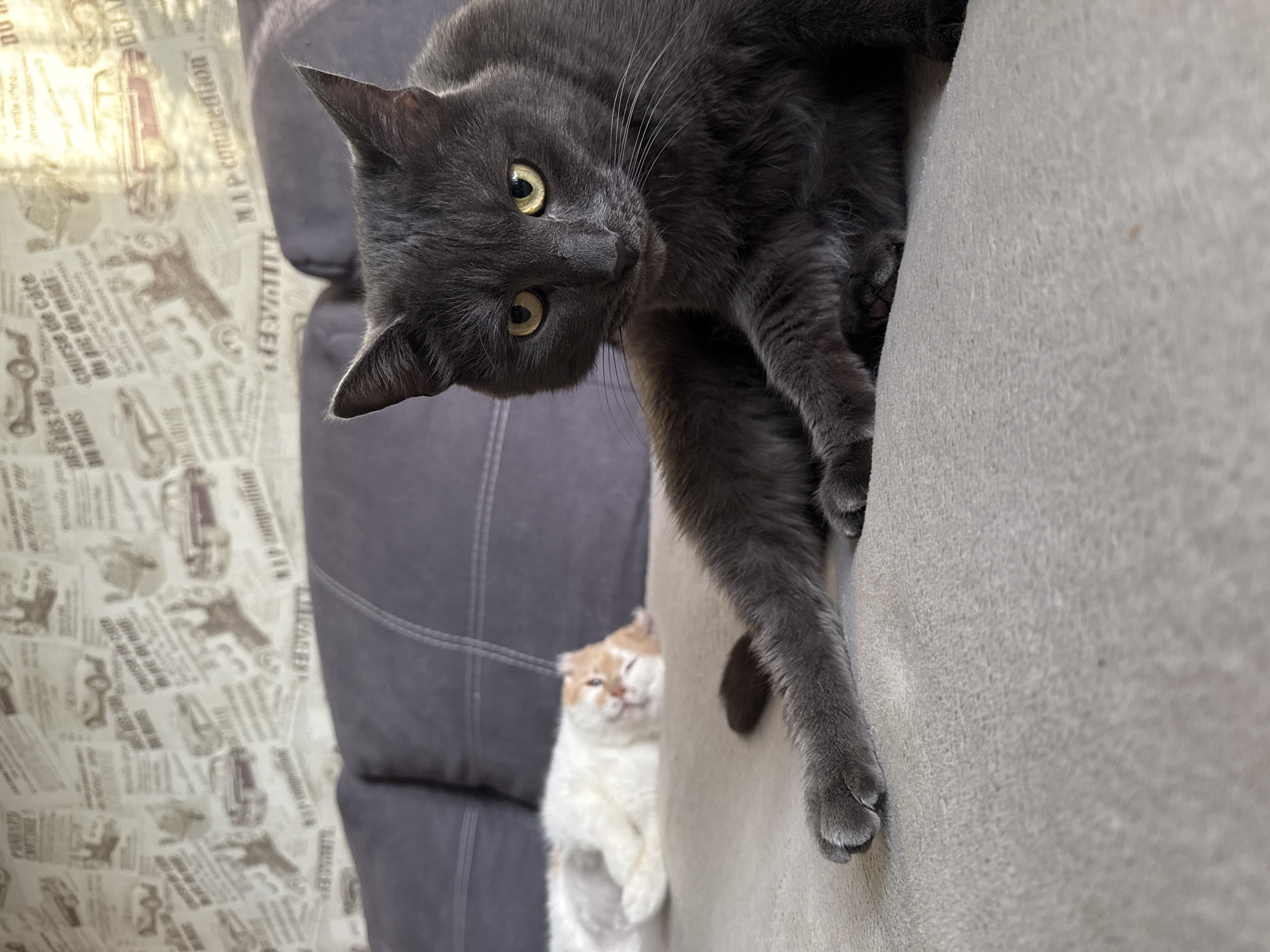 A gray cat is hanging upside down from a beige couch, looking towards the camera with yellow eyes. Another, smaller cat with white and orange fur is standing upright behind the couch. The couch is adjacent to a gray sofa with a patterned throw blanket. The location is identified as Chaikovsky, Russia.
