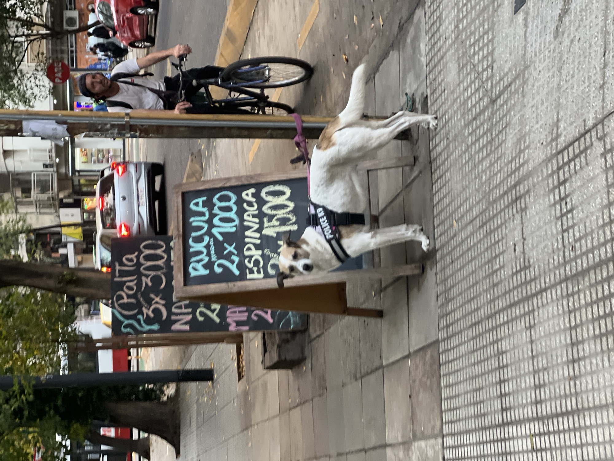 A dog wearing a harness and leash stands on the sidewalk in Buenos Aires, Argentina. It stands next to a sandwich board advertising food prices. A cyclist rides past on the street in the background. Several vehicles are present, including a silver car, a red car, and a motorcycle. Trees line the street.