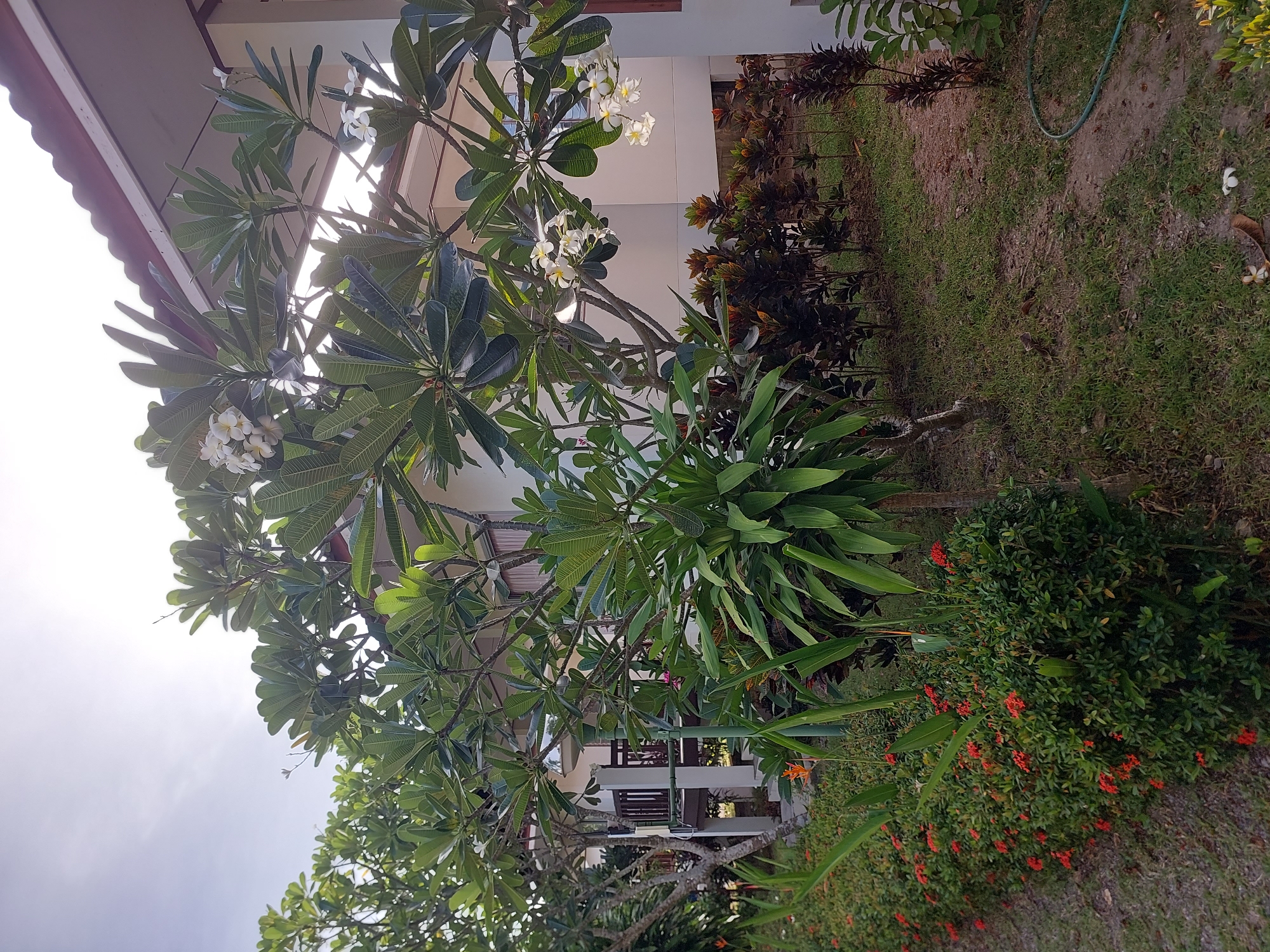 The image shows a view of a building with a red-tiled roof, possibly a resort or hotel, in Baan Mae Nam, Thailand. A lush garden with various plants and flowers surrounds the building. A large frangipani tree with white flowers is prominently featured in the foreground, with its branches reaching towards the building. A row of small red flowers lines the edge of the garden. The ground is covered with grass and dirt paths, and a green hose is visible on the ground. The scene appears to be captured during daylight, with sunlight filtering through the leaves. There are no people visible in the image.