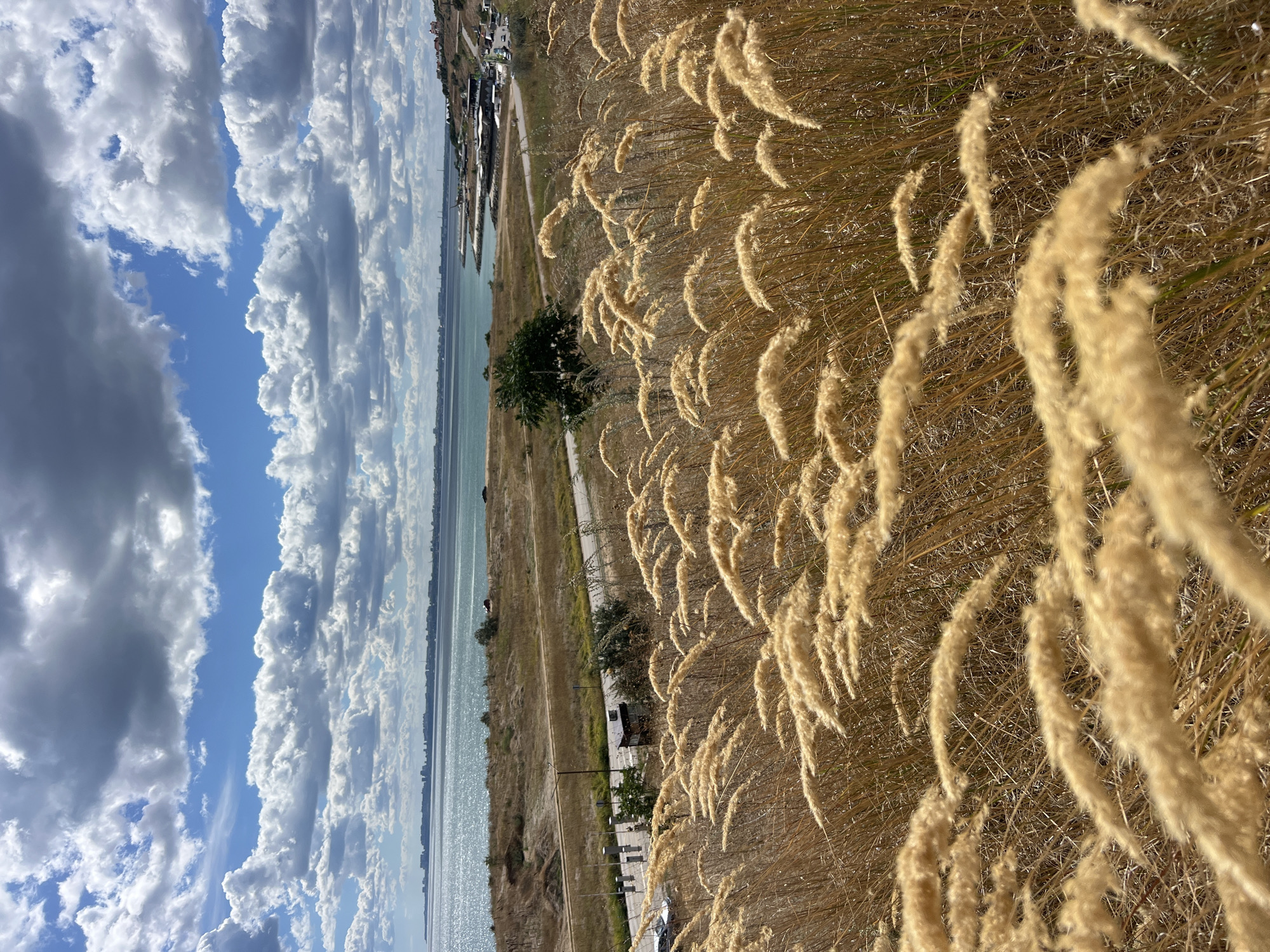 The image depicts a landscape with a body of water in the background, likely the Black Sea, with a distant coastline of buildings. In the foreground, tall, dry, golden grasses are prominently featured, swaying gently. A road winds through the middle ground, bordered by sparse vegetation. Further back, near the water's edge, there are some buildings and vehicles. The sky is filled with a mix of white and grey clouds against a blue backdrop. The overall scene suggests a coastal, possibly rural or semi-urban, environment in Fontanka, Ukraine, on a partly cloudy day.