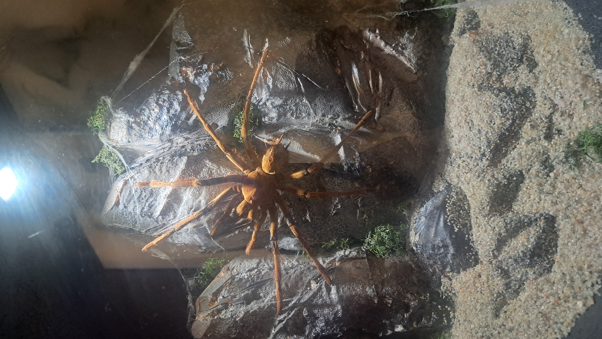 An overhead view captures a large, brown spider with eight legs and a textured exoskeleton, positioned on a rocky, uneven surface. The spider's body is centered, and its legs are spread outwards, with some overlapping the rocks and others extending towards the sandy foreground. Patches of green moss are scattered across the rocks, and fine-grained sand covers the lower portion of the image. A bright light source illuminates the scene from the top, casting shadows and creating reflections on the surface. There is no information about the city of Moscow, Russia, in this image.