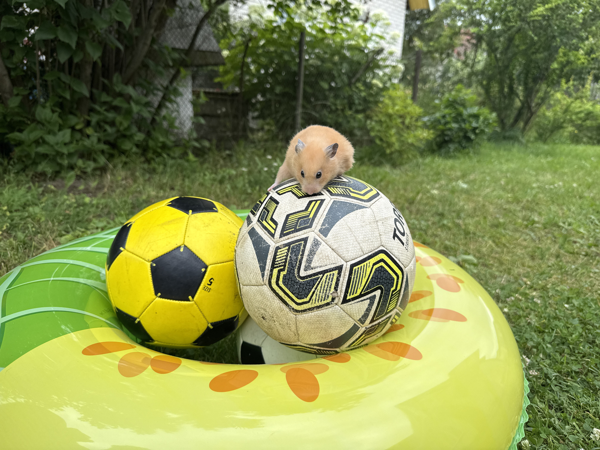In Pastavy, Belarus, a light brown hamster is perched atop a weathered soccer ball. The soccer ball, adorned with black and yellow geometric patterns, rests on a yellow inflatable ring with orange polka dots. Beside it, a yellow and black soccer ball is partially visible. The scene unfolds on a grassy lawn, with lush green foliage and trees forming the backdrop, hinting at a garden or park setting. The overall impression is one of a whimsical outdoor moment, capturing a small creature in an unexpected environment.