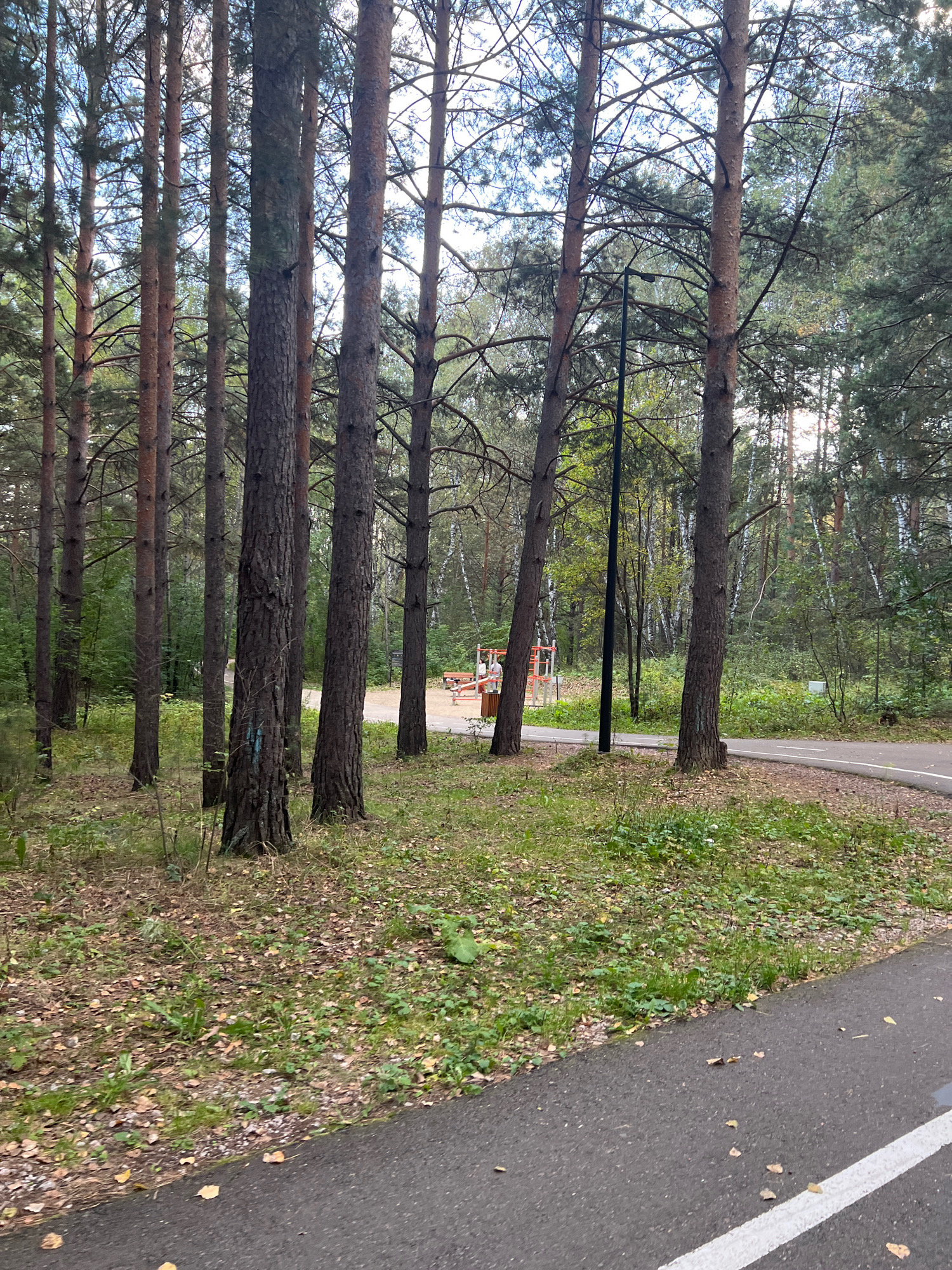 The image depicts a paved pathway winding through a forest in Krasnoyarsk, Russia. Tall, slender pine trees with rough bark dominate the scene, their trunks creating a dense vertical pattern. The ground is covered with a mixture of green grass, fallen leaves, and some exposed soil.
In the mid-ground, a brightly colored outdoor gym or playground structure is visible, featuring red and orange bars and a bench. A black lamppost stands near the pathway, closer to the foreground. The pathway itself is asphalt with a white line marking its edge, suggesting it is intended for walking or cycling.
The lighting suggests it is daytime, with sunlight filtering through the tree canopy, creating dappled shadows. The overall atmosphere is one of a tranquil, natural recreational area within a wooded environment.