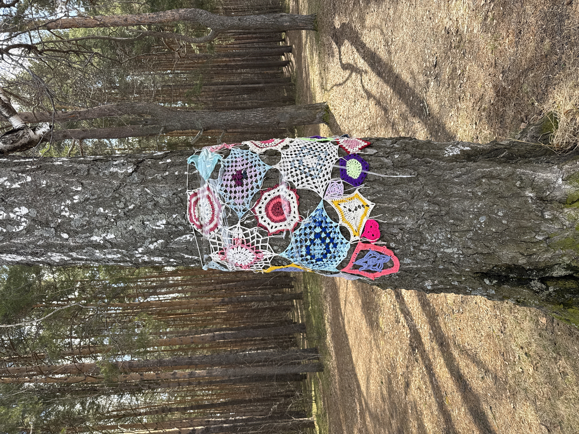 The image captures a scene in a forest. A birch tree, characterized by its white bark with dark markings, is at the center of the frame. Attached to the tree is a handmade crochet piece consisting of various colorful patterns and shapes. The background reveals a dense forest with tall, slender trees stretching into the distance. The ground is covered with dry leaves and scattered debris. Sunlight filters through the trees, casting shadows on the ground. The image is rotated 90 degrees clockwise. There are no people present in the scene.