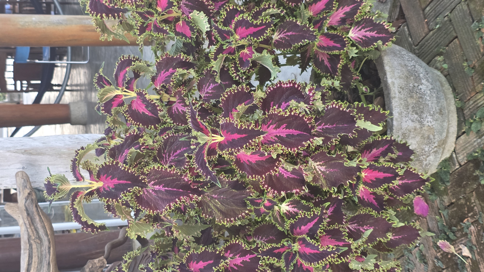 A close-up, slightly angled view shows a vibrant Coleus plant in a concrete pot, possibly outdoors in Ea Tê, Vietnam. The plant features dark maroon leaves with bright pink centers and frilly, lime-green edges. The pot is light gray, with visible weathering. A brick walkway is partially visible in the background, as well as wooden furniture.